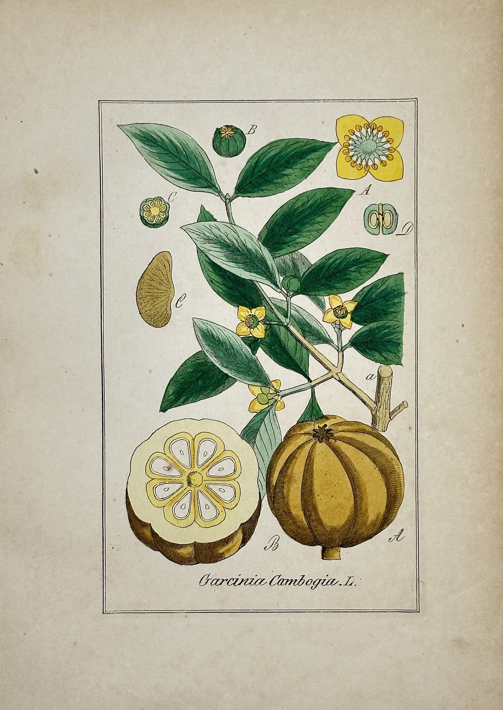 Max Schulze – Garcinia Cambogia – Lithograph (1894): "Garcinia Cambogia. L." presents a broad overview of a fruiting branch showing deep green leaves and yellow blossoms alongside cross-sections of the ribbed fruit and anatomical details of its seeds. T