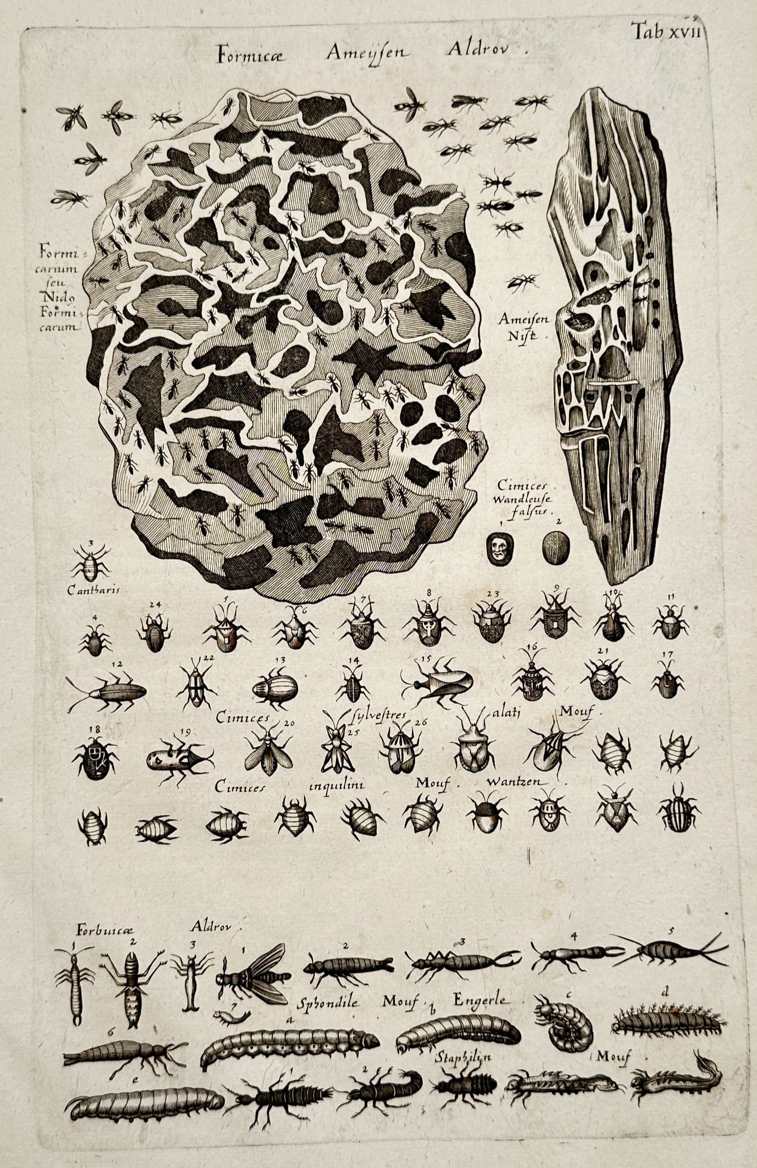 John Jonston – Ants and Various Insects – Engraving (17th Century) (1 of 2)