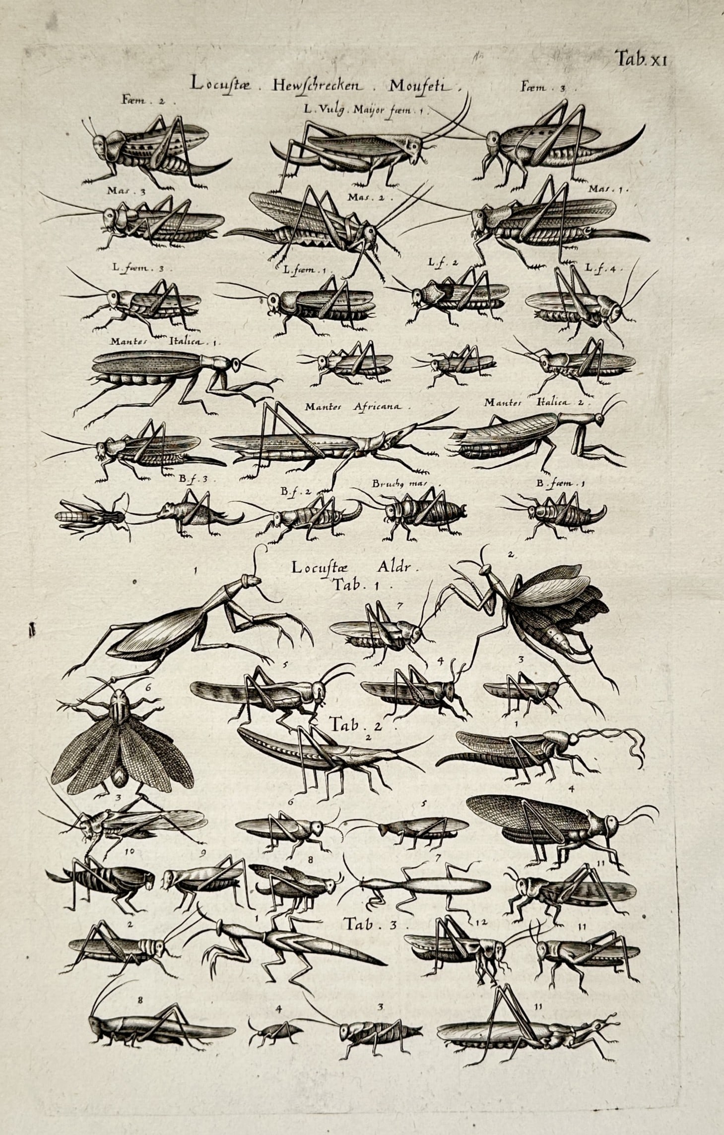 John Jonston – Locusts and Grasshoppers – Engraving (1653): "Locustae Heuschrecken Moufeti" presents a broad overview of numerous types of grasshoppers, locusts, and praying mantises meticulously arranged in ordered rows across the composition. This natural hi