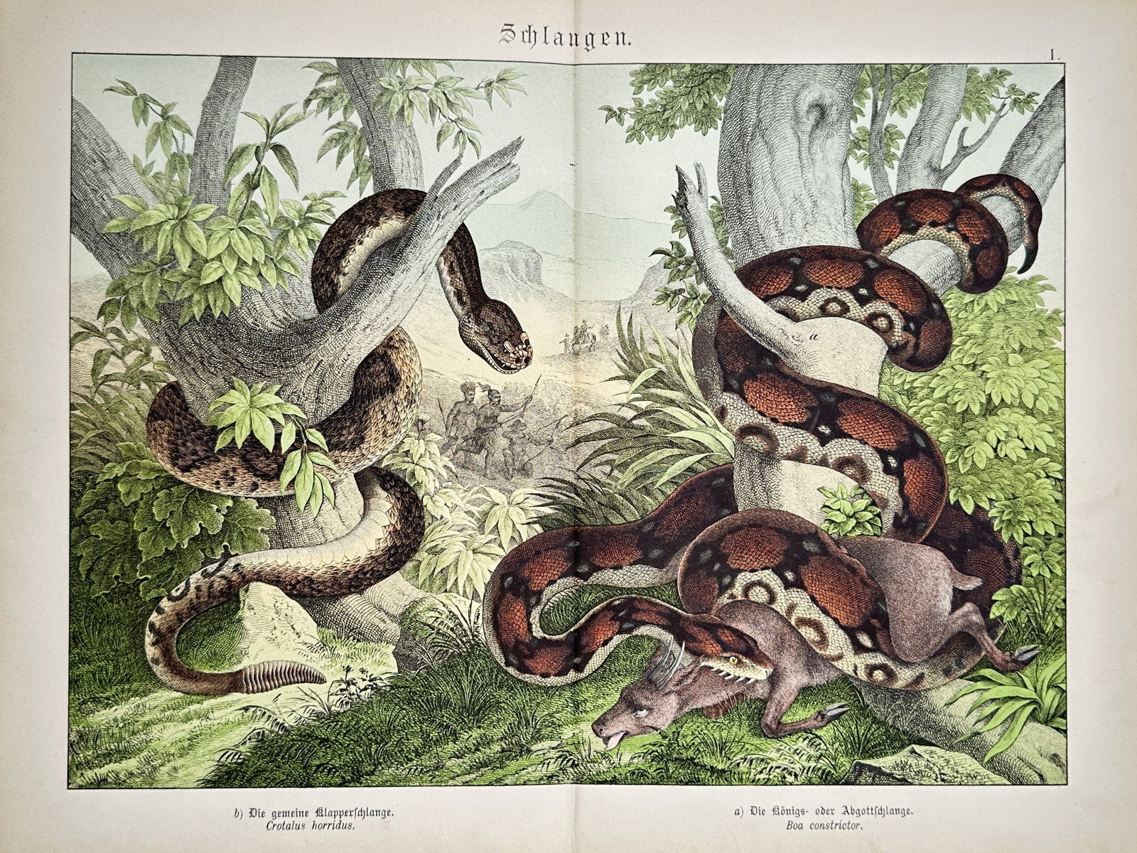 Gotthilf Heinrich von Schubert – Snakes – Lithograph (19th Century): Schlangen presents a broad overview of large constrictor and venomous snakes in a dense wilderness habitat with one coiled around a branch and another capturing prey on the ground. This natural histor