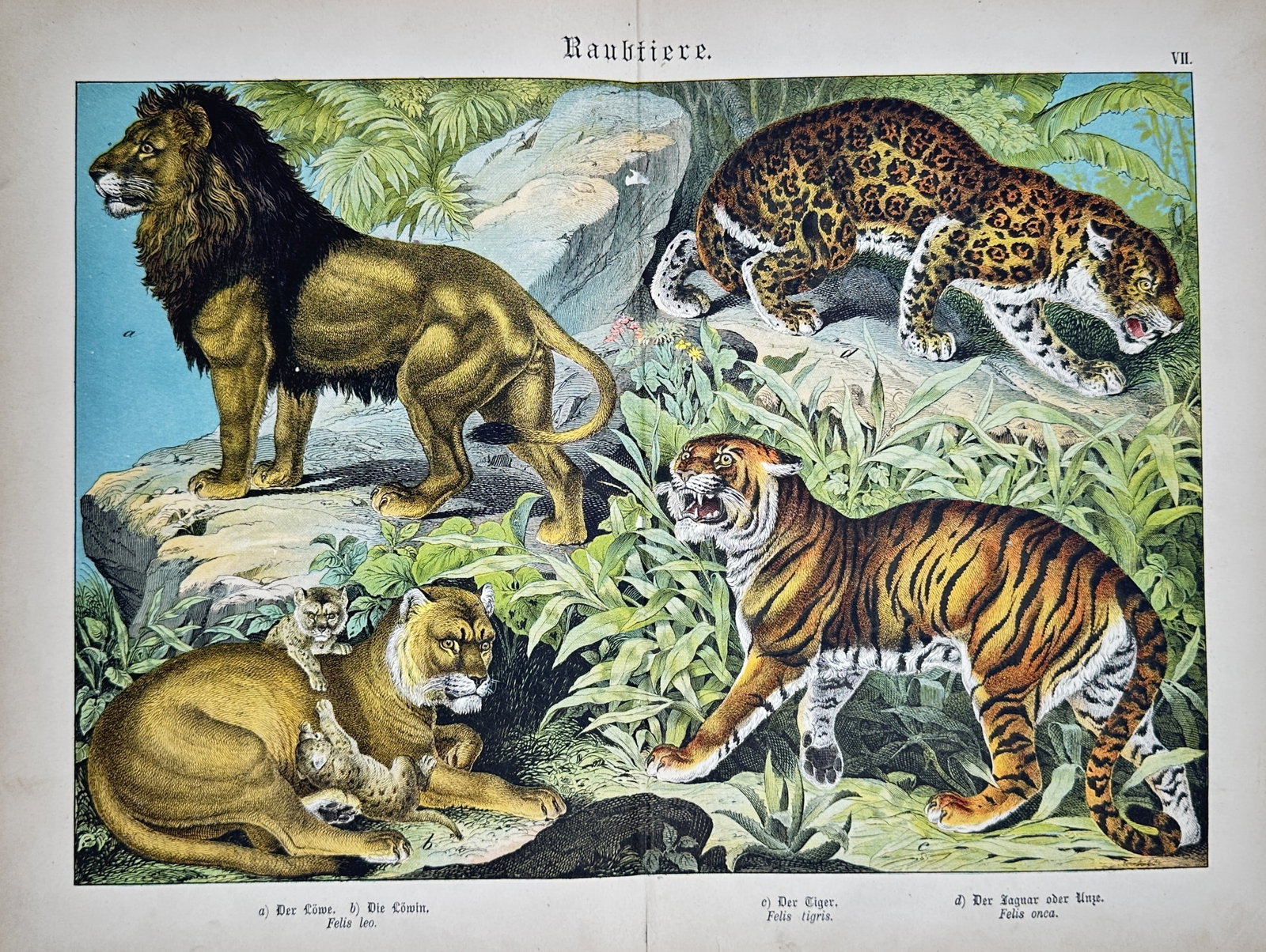 Gotthilf Heinrich von Schubert – Carnivores – Lithograph (19th Century) (1 of 2)