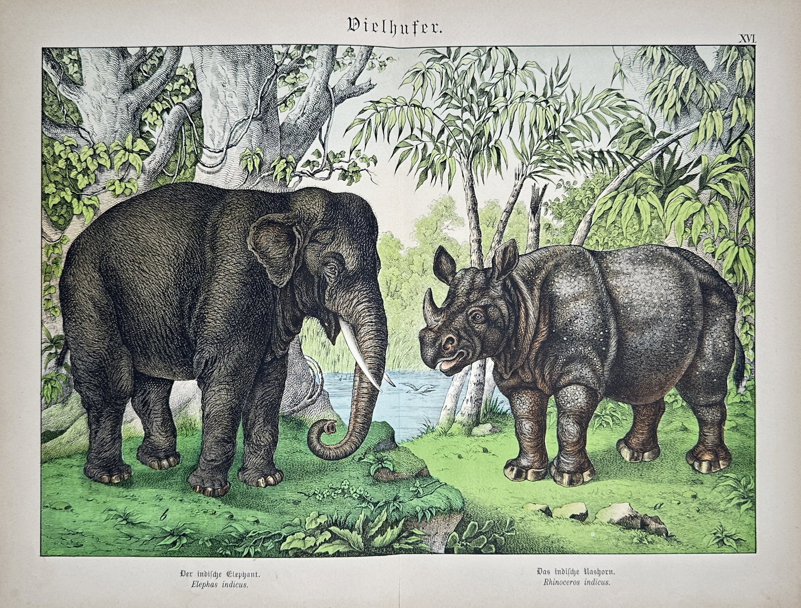 Gotthilf Heinrich von Schubert – Large Herbivores – Lithograph (19th Century): Vielhufer presents a broad overview of an Asian elephant and a rhinoceros standing facing each other within a lush tropical forest landscape near a body of water. This natural history illustration pro