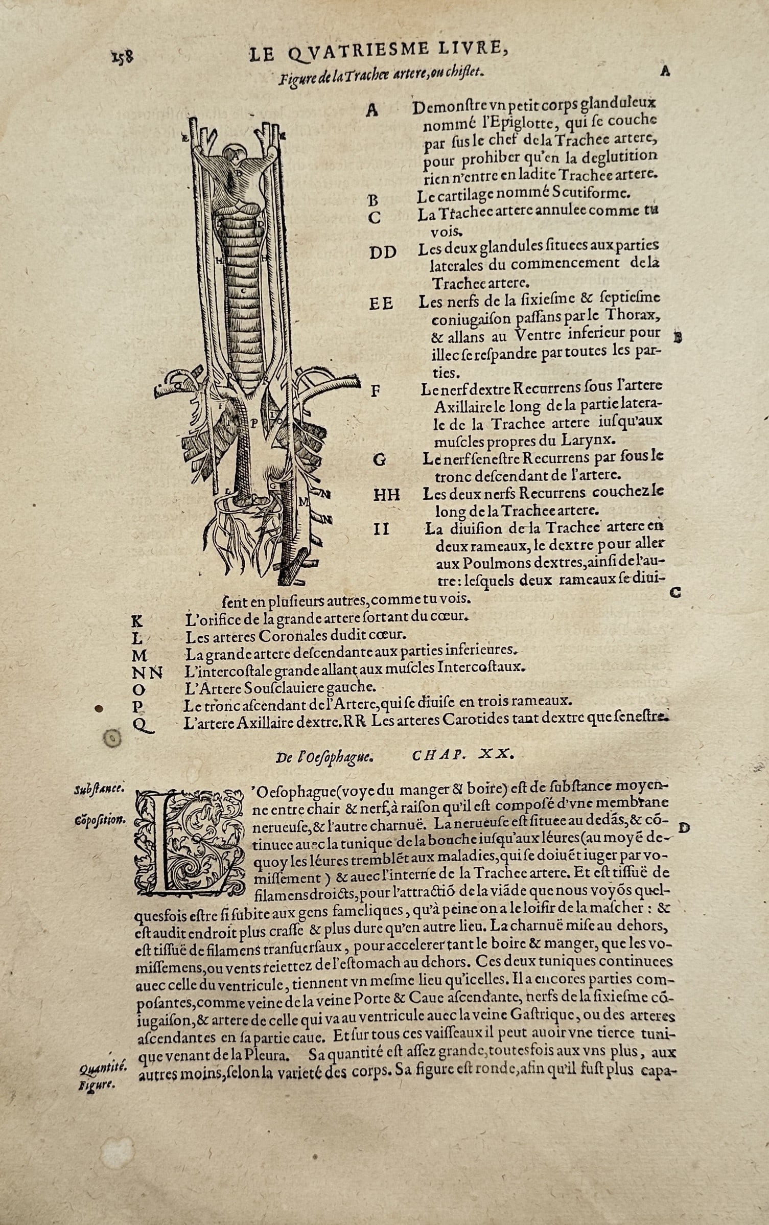 Ambroise Paré – Figure of the Trachea Artery or Choke – Engraving (16th Century): "Figure de la Trachee Artere, ou Chosier" presents a broad overview of an anatomical study showing the structure of the human trachea and surrounding vessels accompanied by descriptive key letters and
