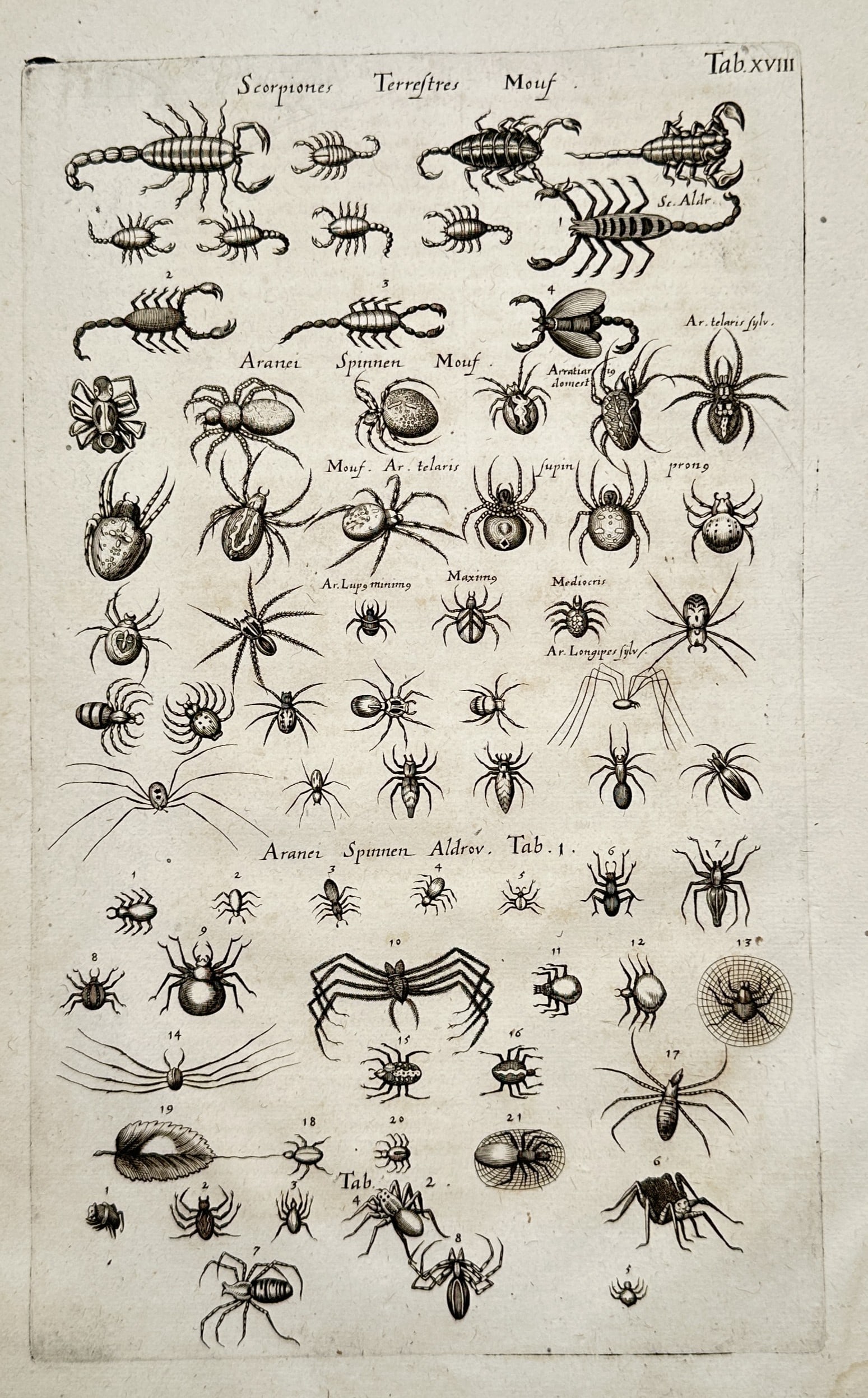 John Jonston – Scorpions and Spiders – Engraving (1653) (1 of 2)