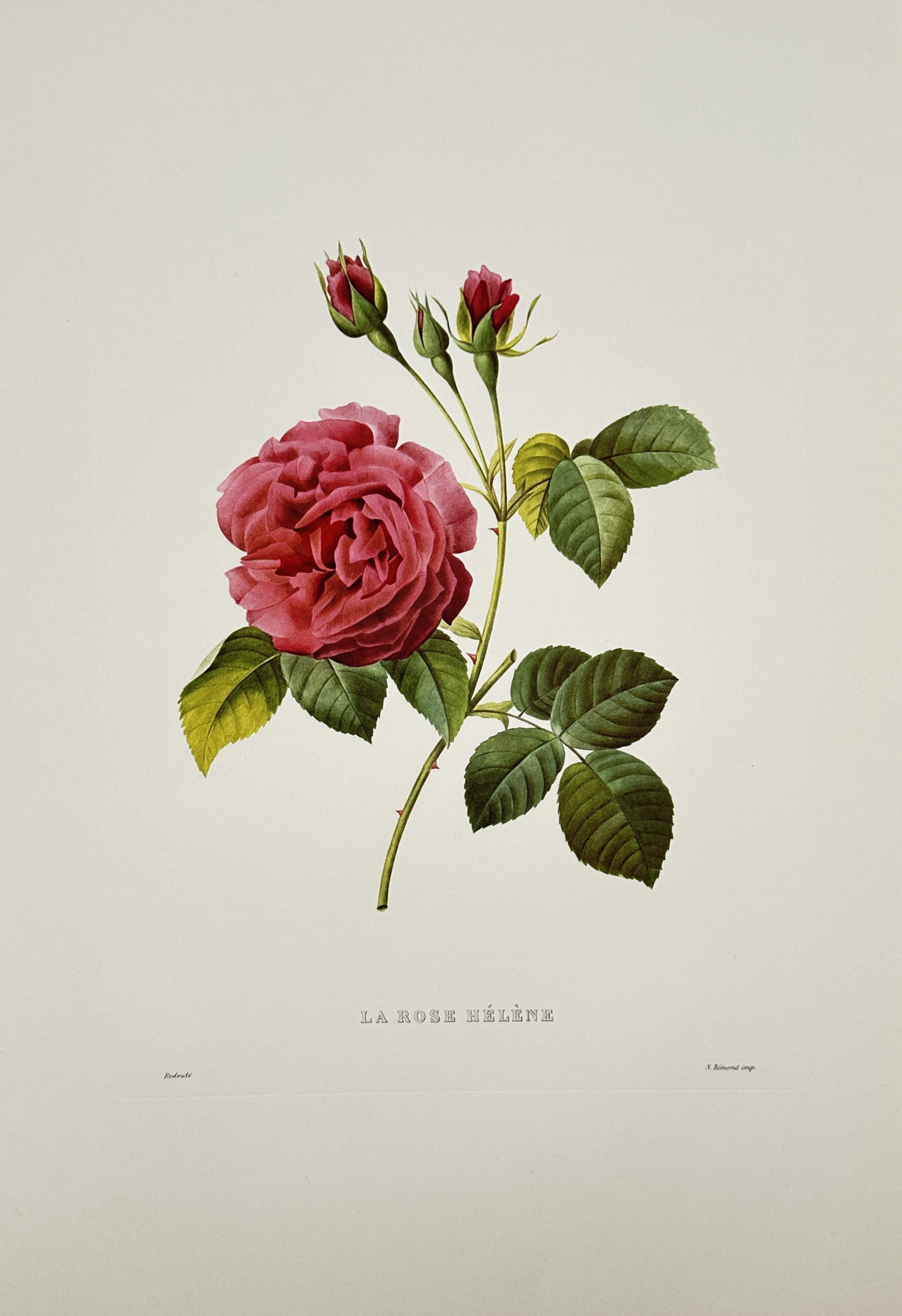 Pierre-Joseph Redouté – La Rose Hélène – Offset print (20th Century): La Rose Hélène presents a broad overview of a vibrant pinkish-red rose in full bloom, accompanied by small budding flowers on a delicate stem with detailed green leaves. This botanical illustration 