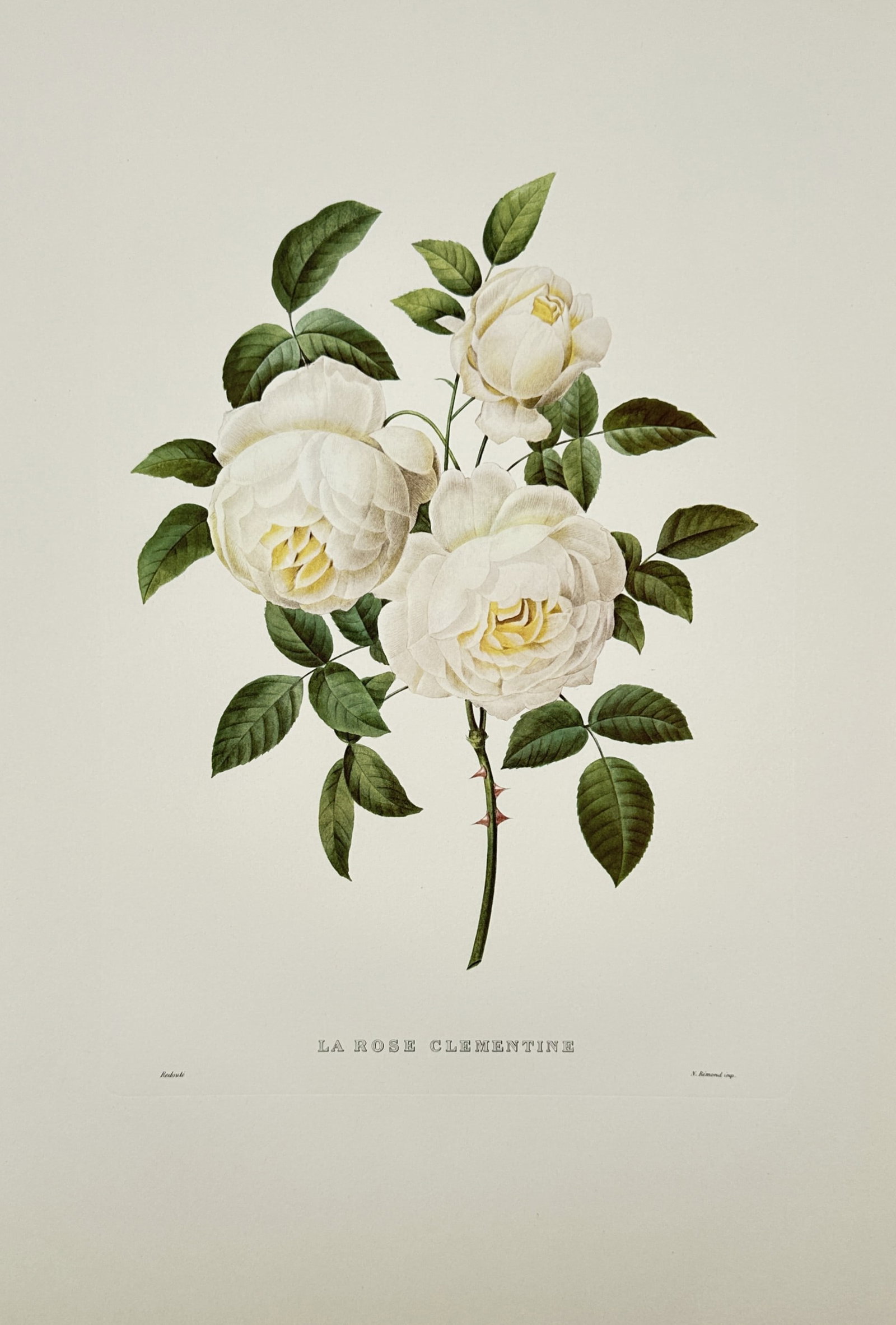 Pierre-Joseph Redouté, after – La Rose Clementine – Offset print (20th Century): "La Rose Clementine" presents a broad overview of delicate white roses in various stages of bloom on a thorny stem with green leaves. This botanical illustration focuses on capturing the natural beaut