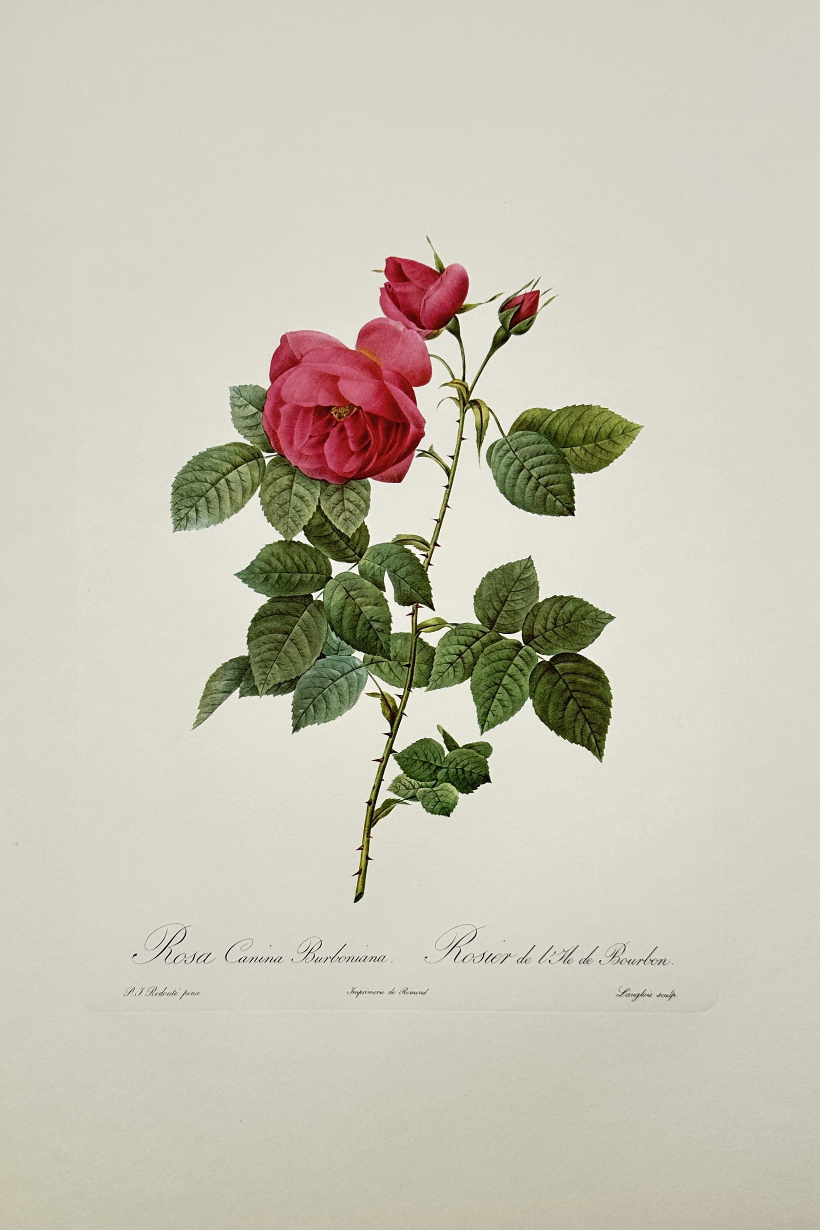 Pierre-Joseph Redouté, after – Rosa Canina Burboniana – Offset print (20th Century): "Rosa Canina Burboniana" presents a broad overview of an elegant pink rose in full bloom accompanied by small closed buds on a thorny green stem. This botanical illustration serves as a scientific and
