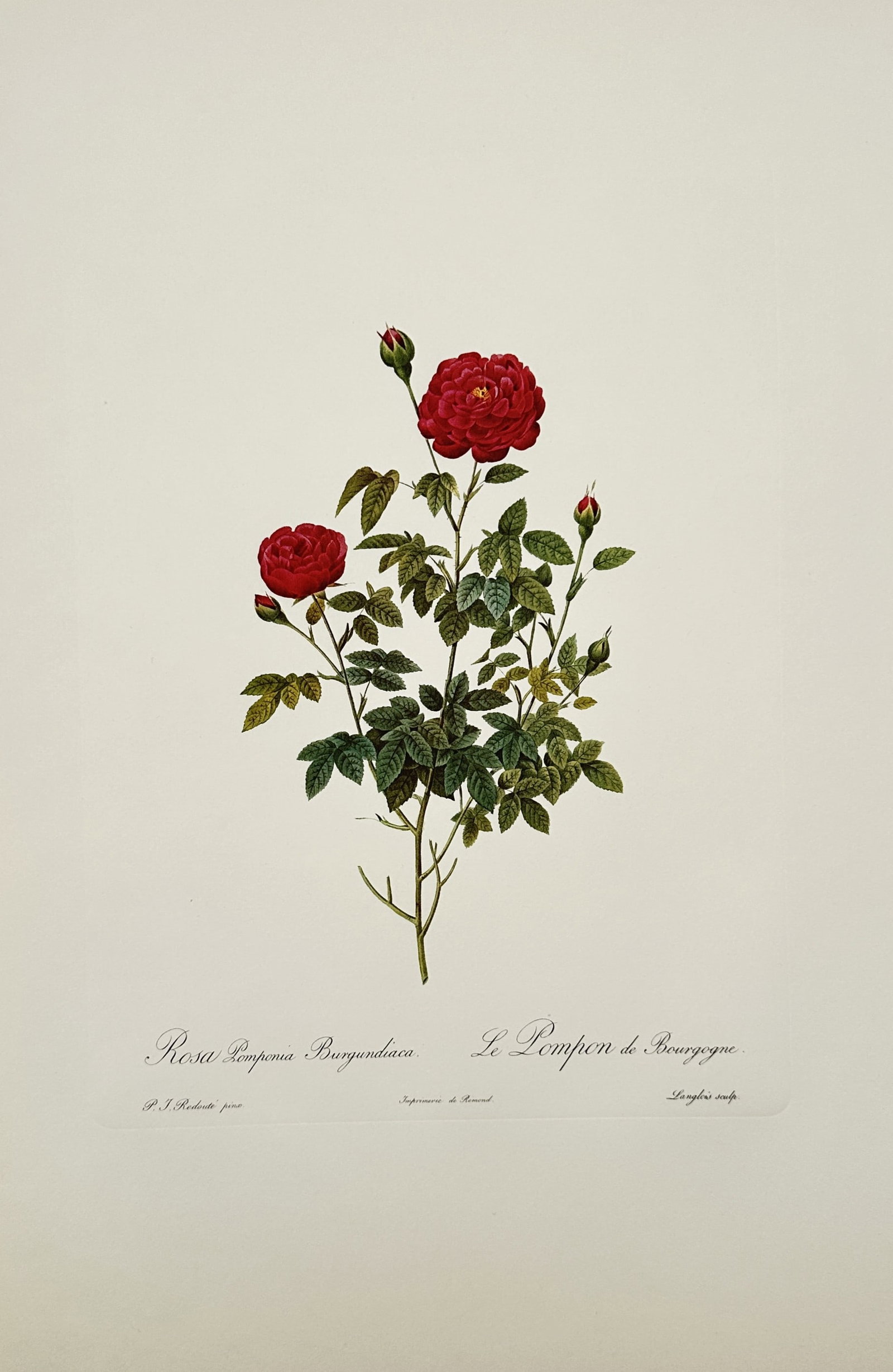 Pierre-Joseph Redouté, after – Rosa Pomponia Burgundica – Offset print (20th Century): "Rosa Pomponia Burgundica" presents a broad overview of deep red roses blooming alongside smaller buds on a branched stem covered in rich green foliage. This botanical illustration serves as a precise