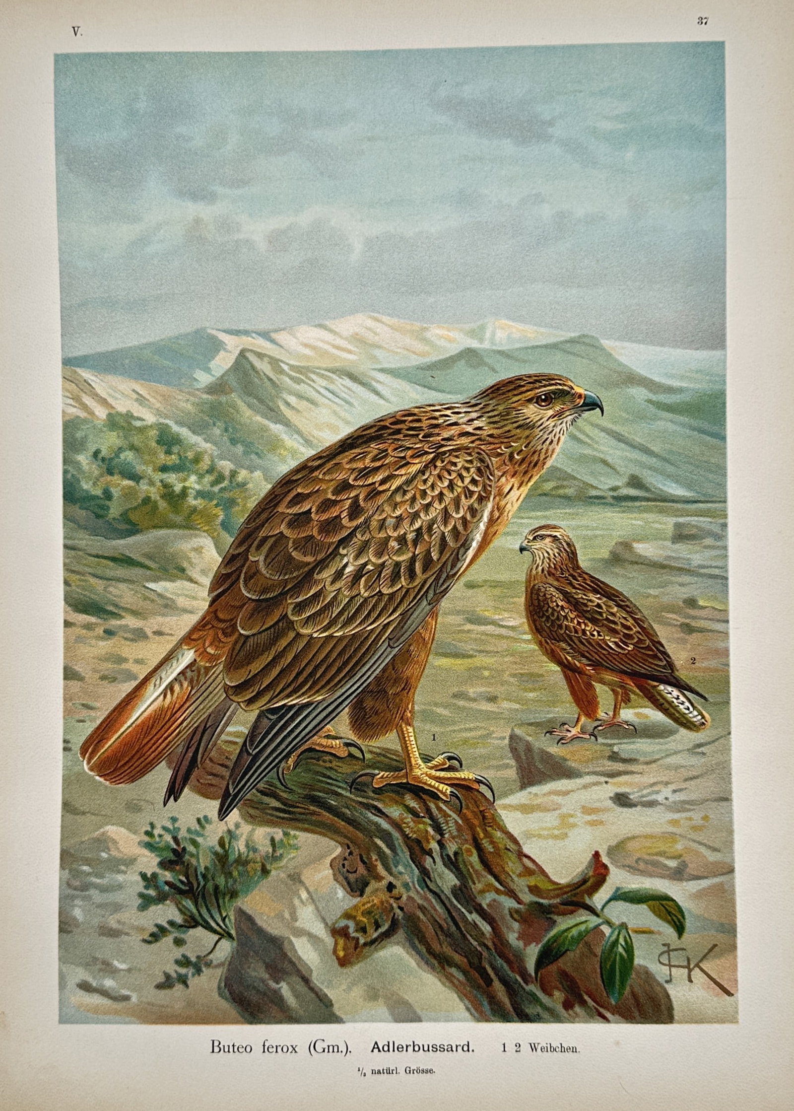 Johann Friedrich Naumann – Long-Legged Buzzard – Lithograph (19th Century): "Long-Legged Buzzard" presents a broad overview of birds of prey perched within a mountainous landscape under a cloudy sky. This ornithological illustration functions as a scientific record designed t