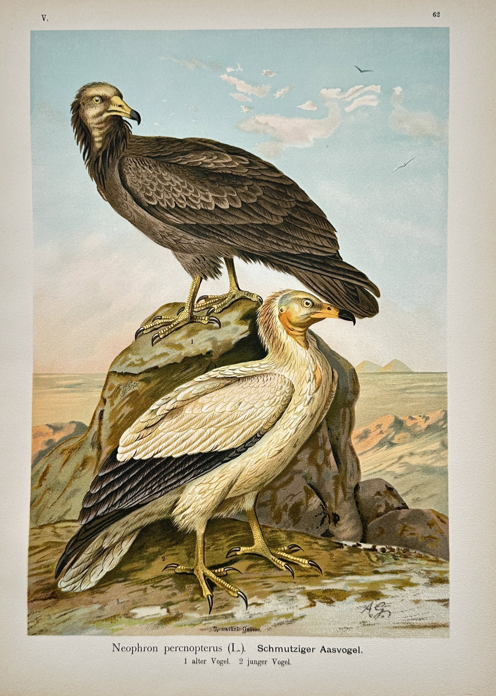 Johann Friedrich Naumann – Egyptian Vulture – Lithograph (19th Century) (1 of 2)