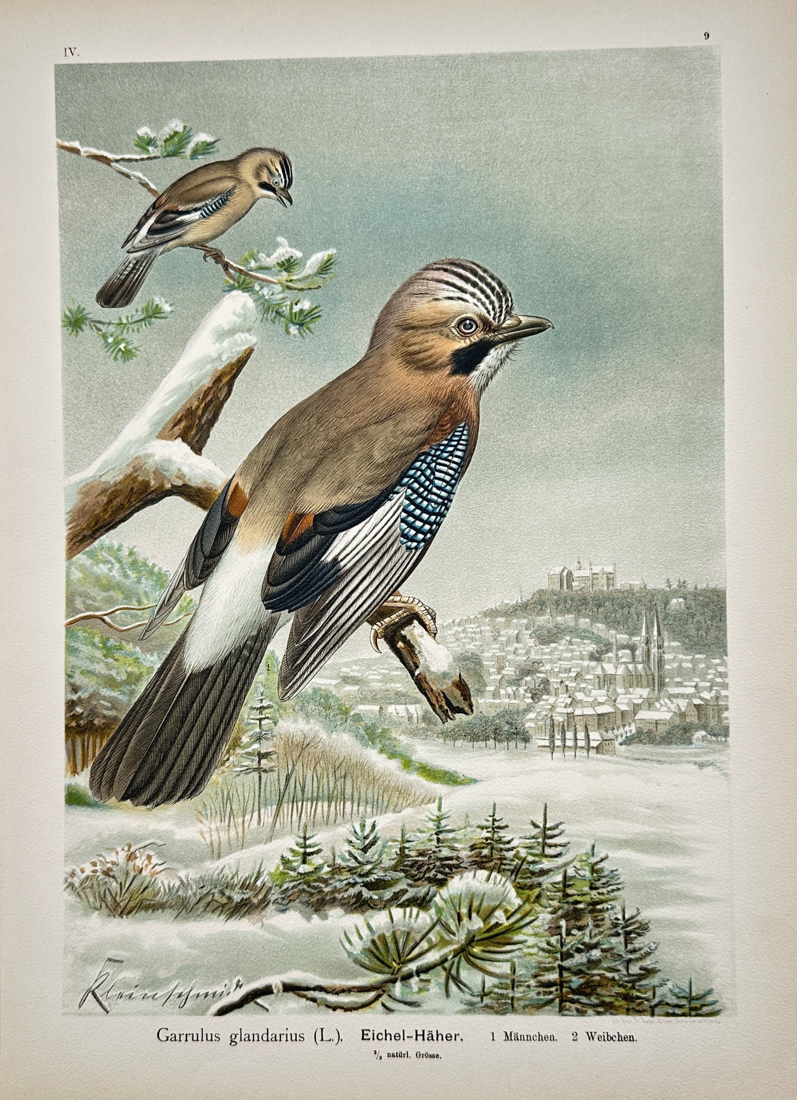 Johann Friedrich Naumann – Eurasian Jay – Lithograph (19th Century): "Eurasian Jay" presents a broad overview of birds perched on snow-dusted pine branches overlooking a wintry landscape with a town in the distance. This ornithological illustration functions as a scien