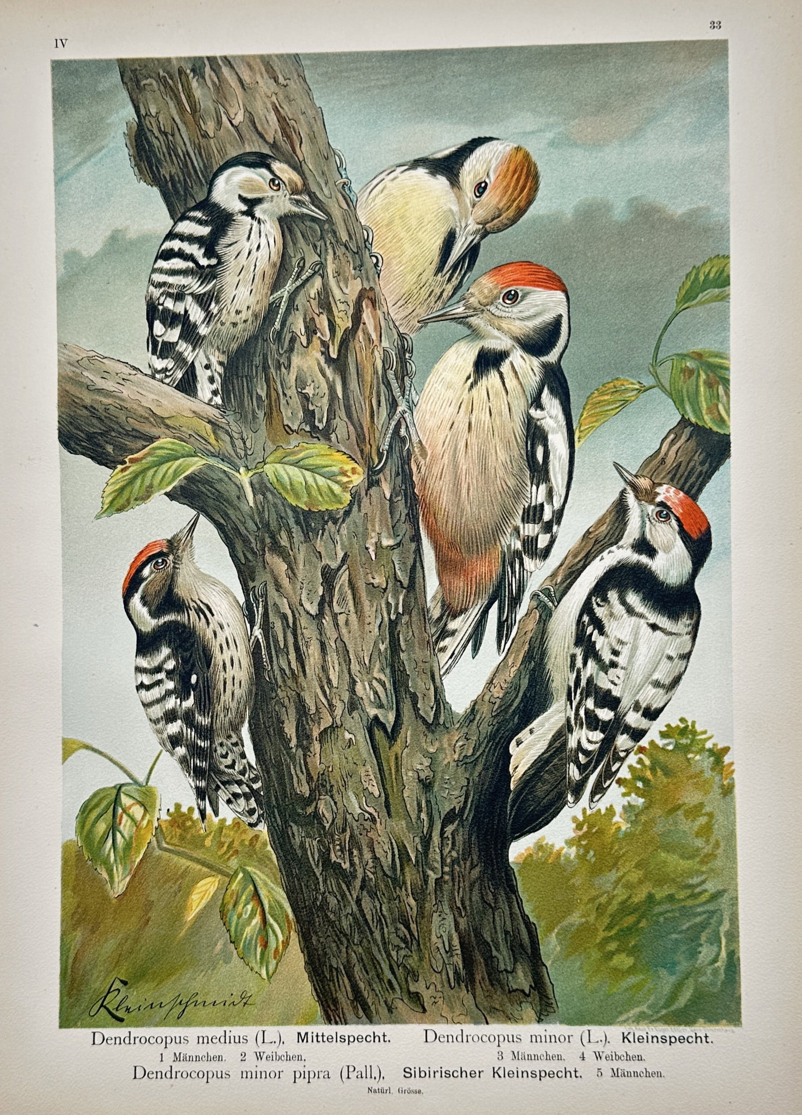 Johann Friedrich Naumann – Woodpeckers – Lithograph (19th Century): "Woodpeckers" presents a broad overview of several small woodpeckers clinging to the textured bark of a large tree trunk amidst green foliage. This ornithological illustration functions as a scientifi