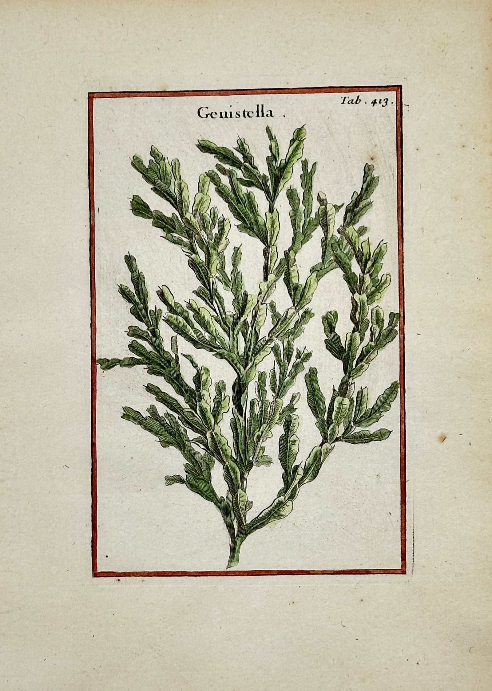 Joseph Pitton de Tournefort – Genistella – Hand-colored Engraving (18th Century): "Genistella" This engraving presents a botanical study of a Genistella plant specimen framed by a simple colored rectangular border. The composition illustrates the branching structure and textured fo