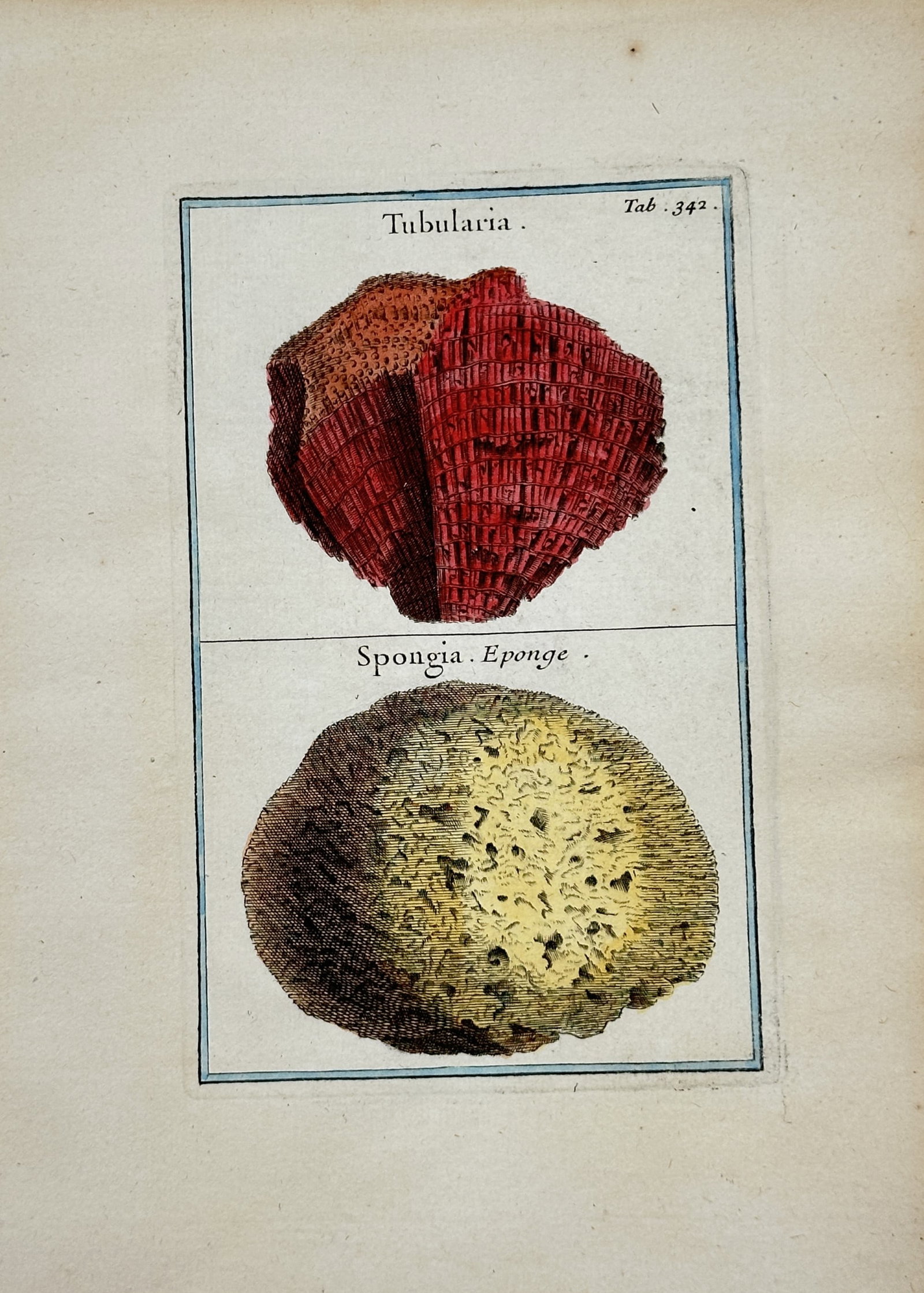 Joseph Pitton de Tournefort – Tubularia and Spongia – Hand-colored Engraving (18th Century): "Tubularia" This engraving presents a hand-colored botanical study showing a red tubular coral specimen alongside a porous marine sponge organism within a simple lined border. The composition illustra