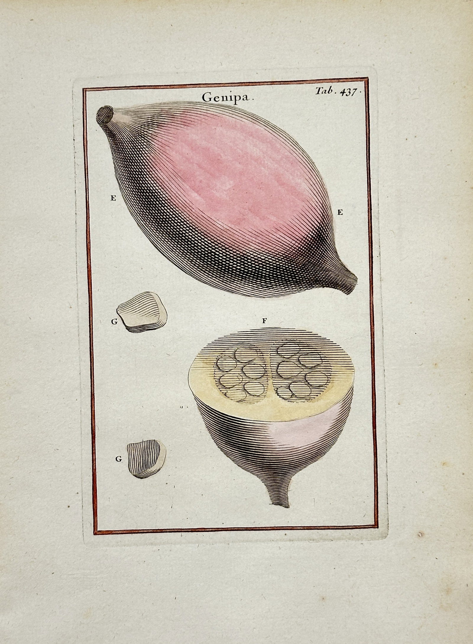 Joseph Pitton de Tournefort – Genipa Fruit – Hand-colored Engraving (18th Century): "Genipa" This engraving presents a hand-colored botanical study illustrating the whole Genipa fruit alongside its cross-section showing internal seed structures and individual seed elements. The compo
