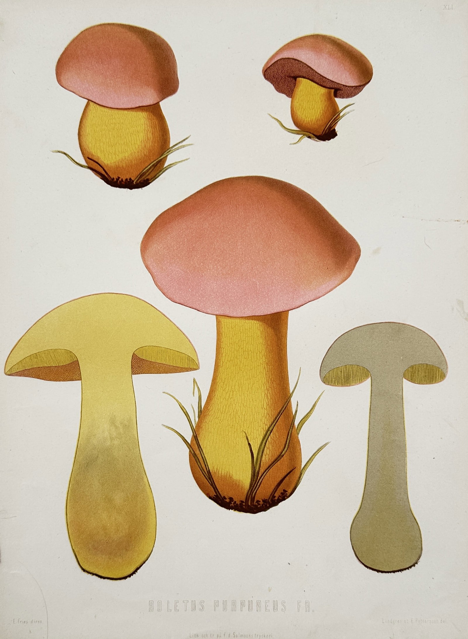 Elias Magnus Fries – Mushroom Study – Lithograph (19th Century) (1 of 2)