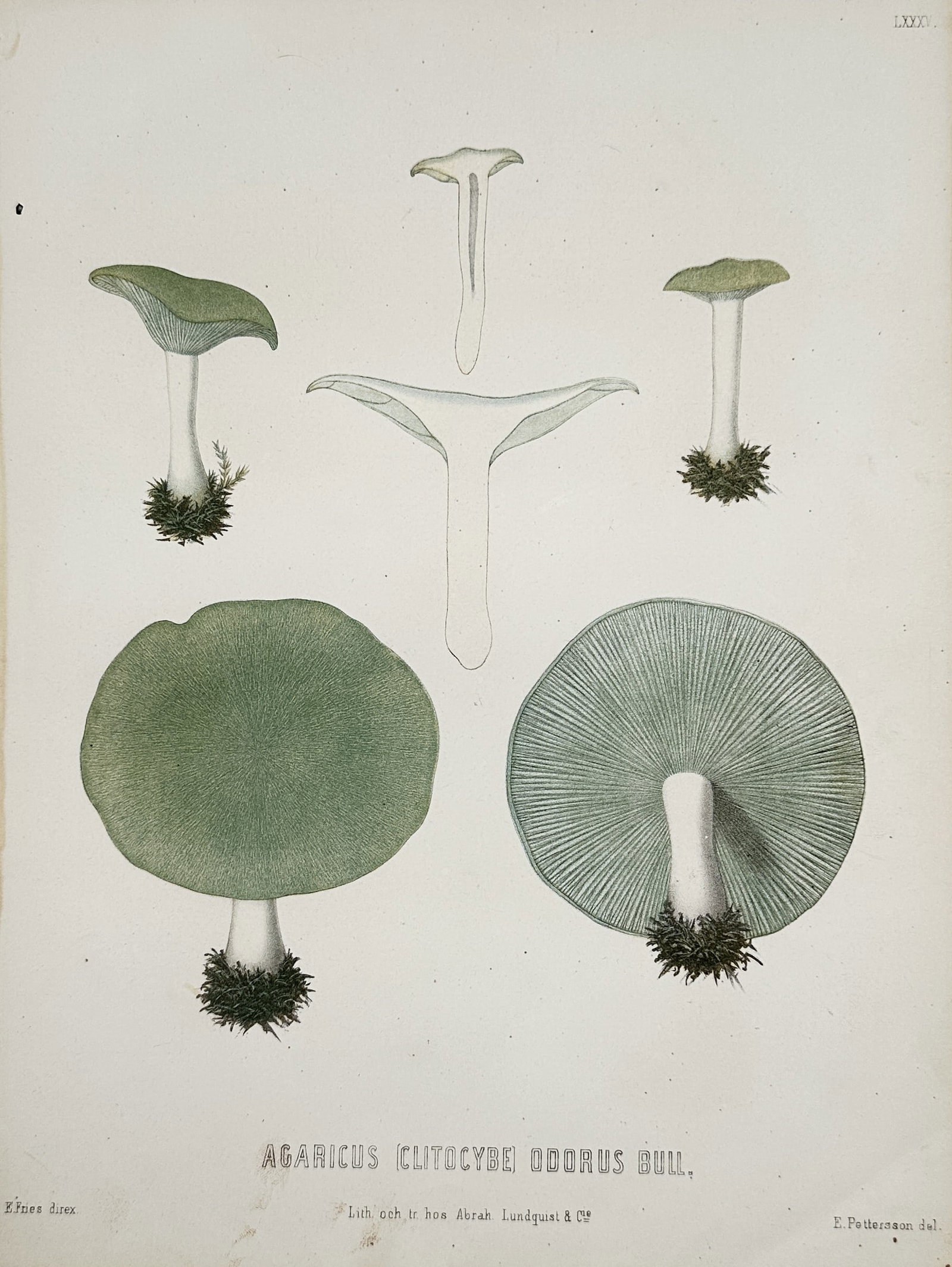 Elias Magnus Fries – Mushroom Study – Lithograph (19th Century) (1 of 2)