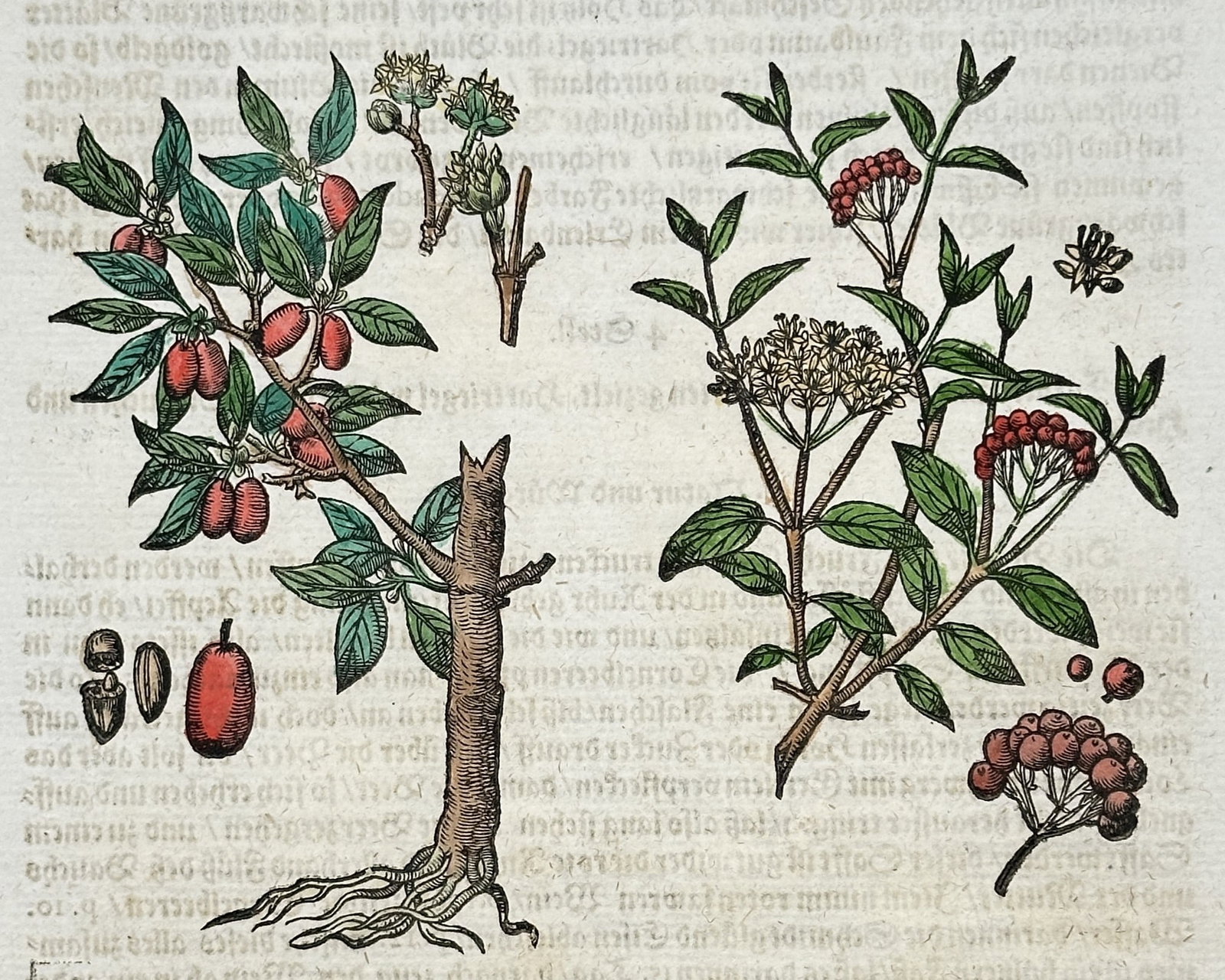 Pietro Andrea Mattioli – Cornel Tree and Dogwood – Hand-colored engraving (16th Century) (1 of 3)