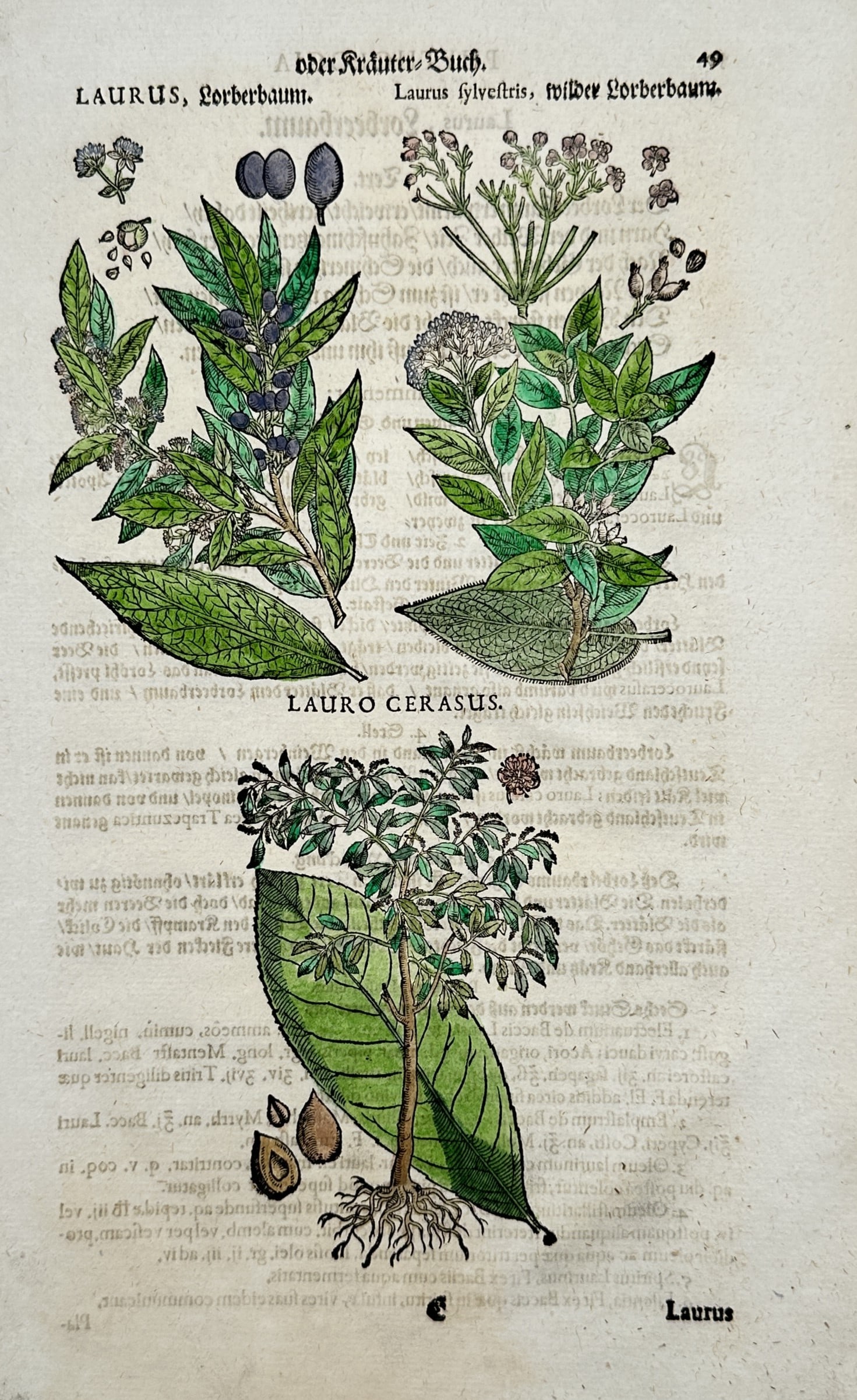 Pietro Andrea Mattioli – Laurel and Cherry Laurel – Hand-colored engraving (16th Century) (1 of 2)