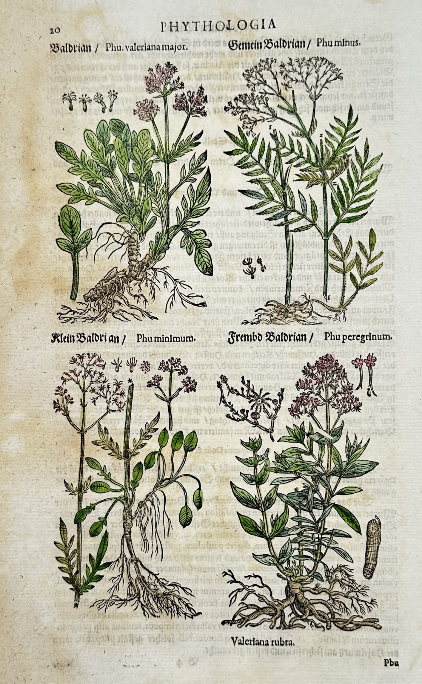 Pietro Andrea Mattioli – Valerian Varieties – Hand-colored engraving (16th Century): "Phythologia - Valeriana" This hand-colored engraving depicts a botanical study of four distinct valerian plant varieties (including Phu maius, Phu minus, Phu minimum, and Phu peregrinum) showing deta