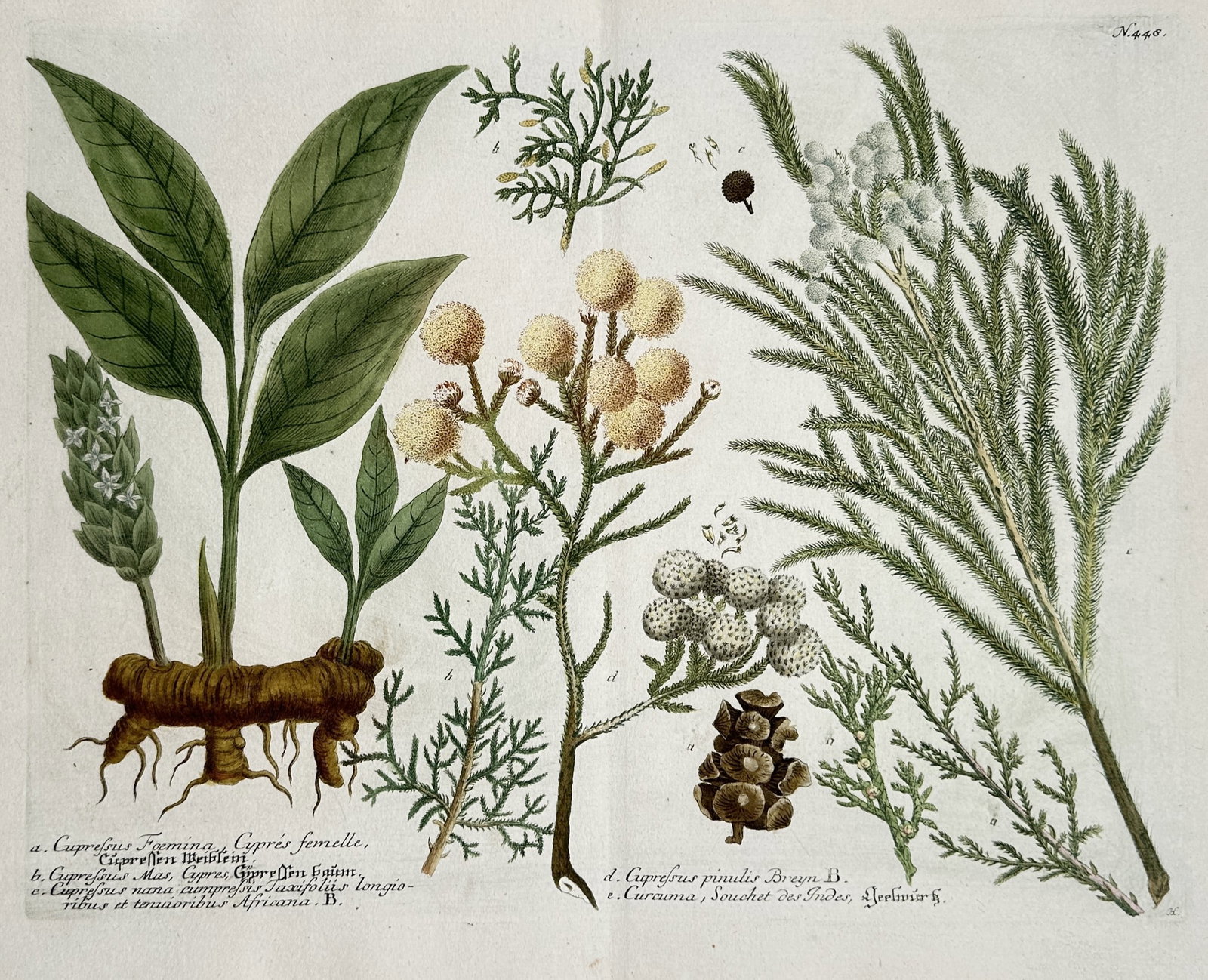 Johann Wilhelm Weinmann – Cupressus and Curcuma Botanical Studies – Mezzotint and engraving (1 of 2)
