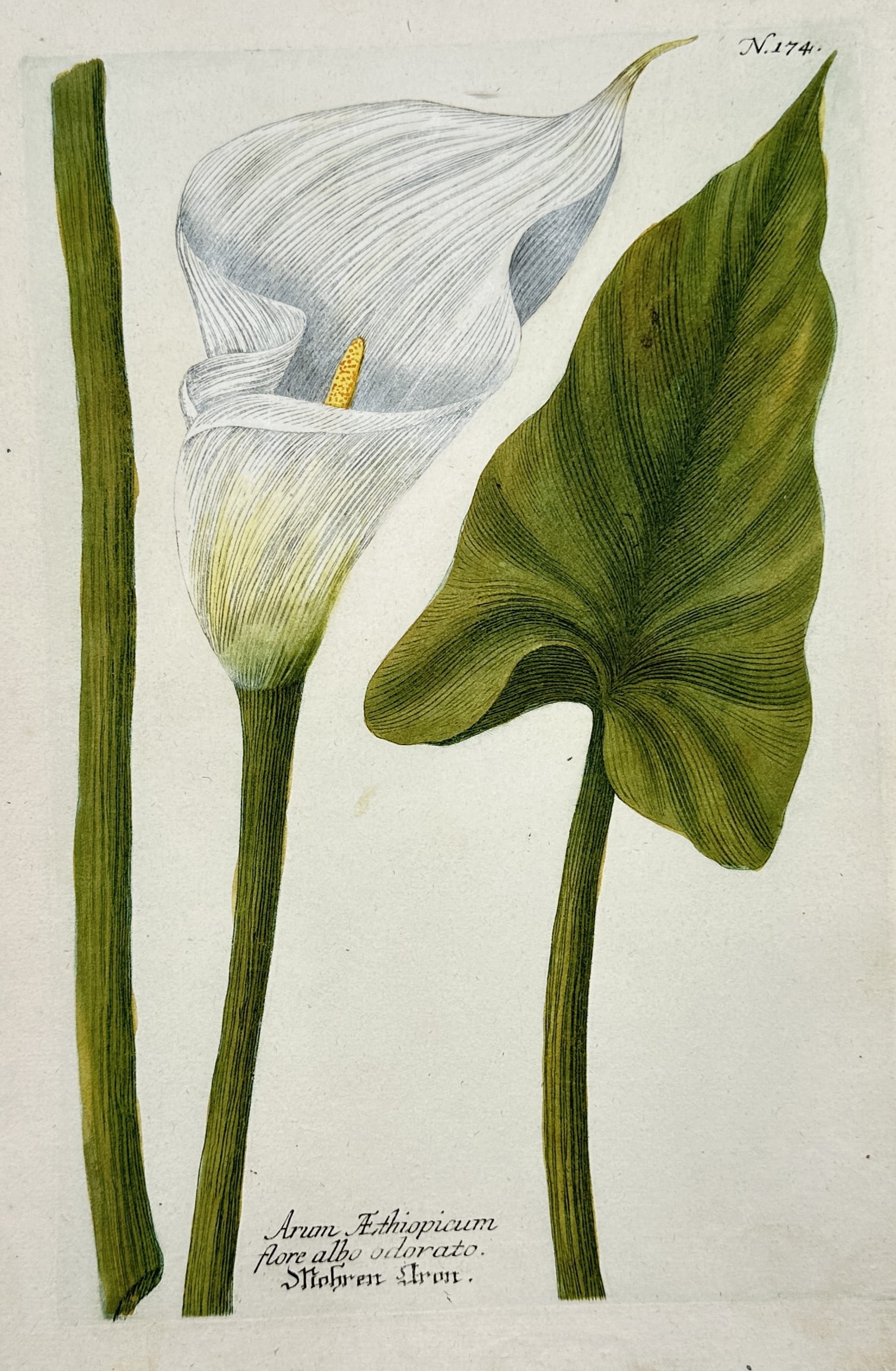 Johann Wilhelm Weinmann – Calla Lily Botanical Study – Mezzotint and engraving (18th Century): "Arum Aethiopicum" This mezzotint and engraving presents a botanical study illustrating a calla lily specimen with a prominent white spathe, yellow spadix, and a large textured green leaf. The composi