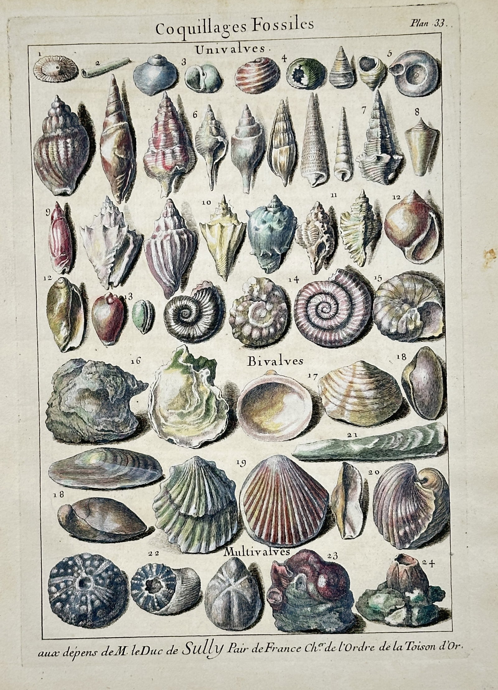 Pierre-Quentin Chedel – Fossil Shell Study – Hand-colored engraving (18th Century) (1 of 2)
