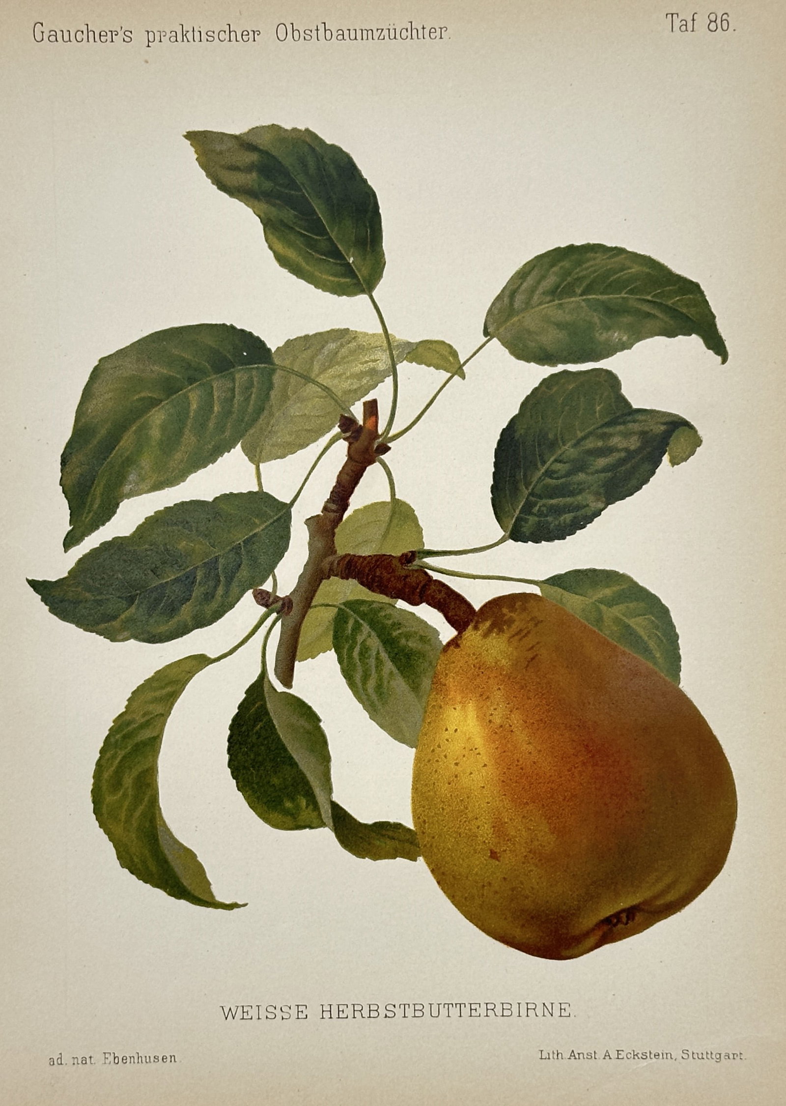 Nicolas Gaucher – Pear Variety Study – Chromolithograph (19th Century) (1 of 2)