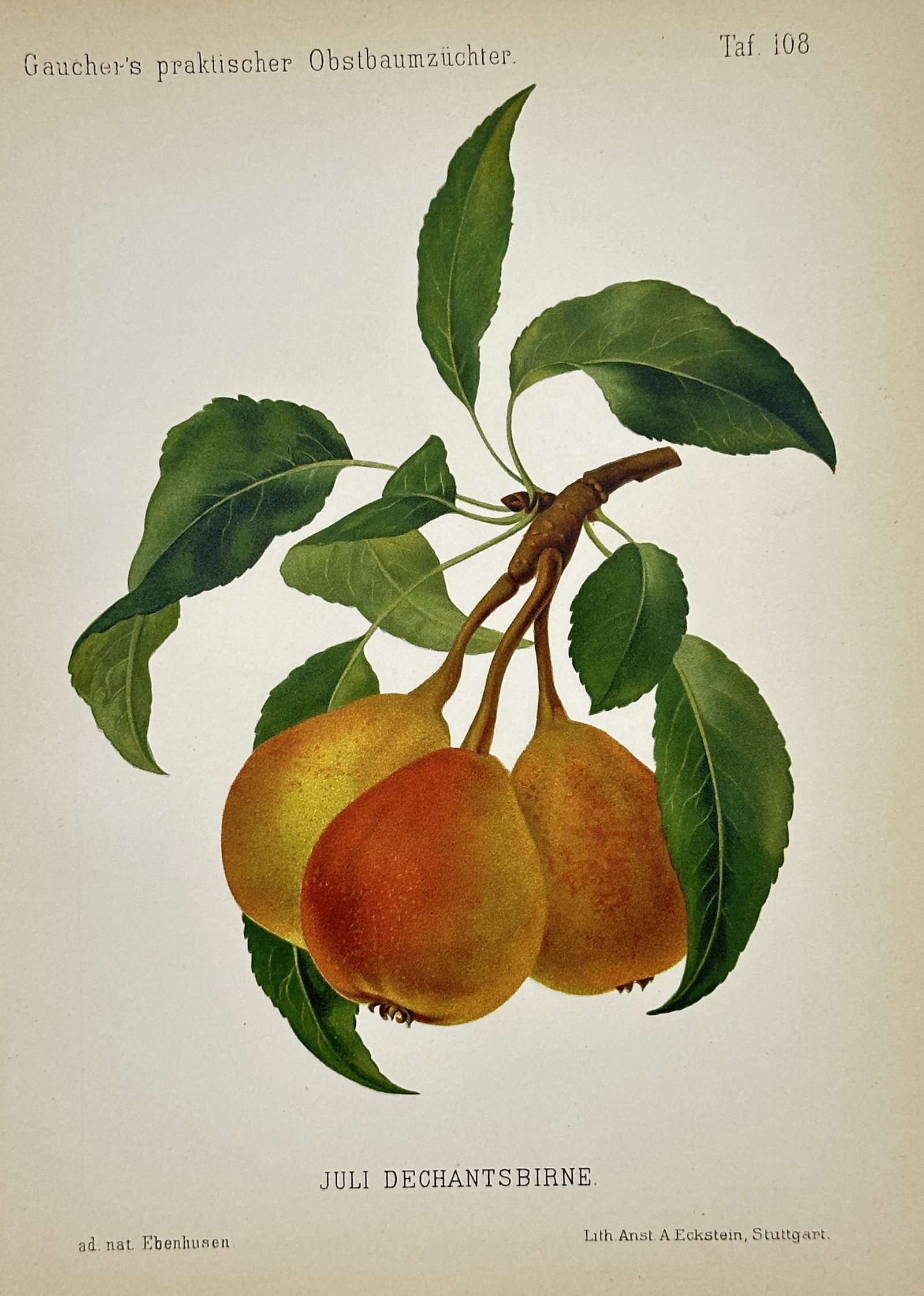 Nicolas Gaucher – July Dechantsbirne Pear Study – Chromolithograph (19th Century) (1 of 2)