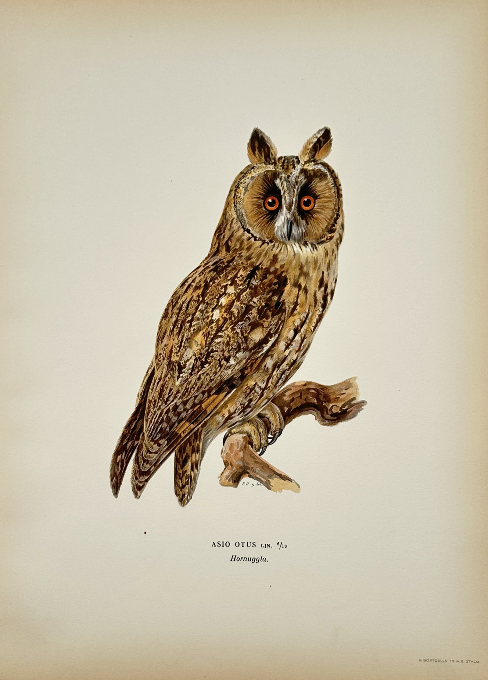 Magnus von Wright – Long-eared Owl Study – Lithograph (1920s) (1 of 2)