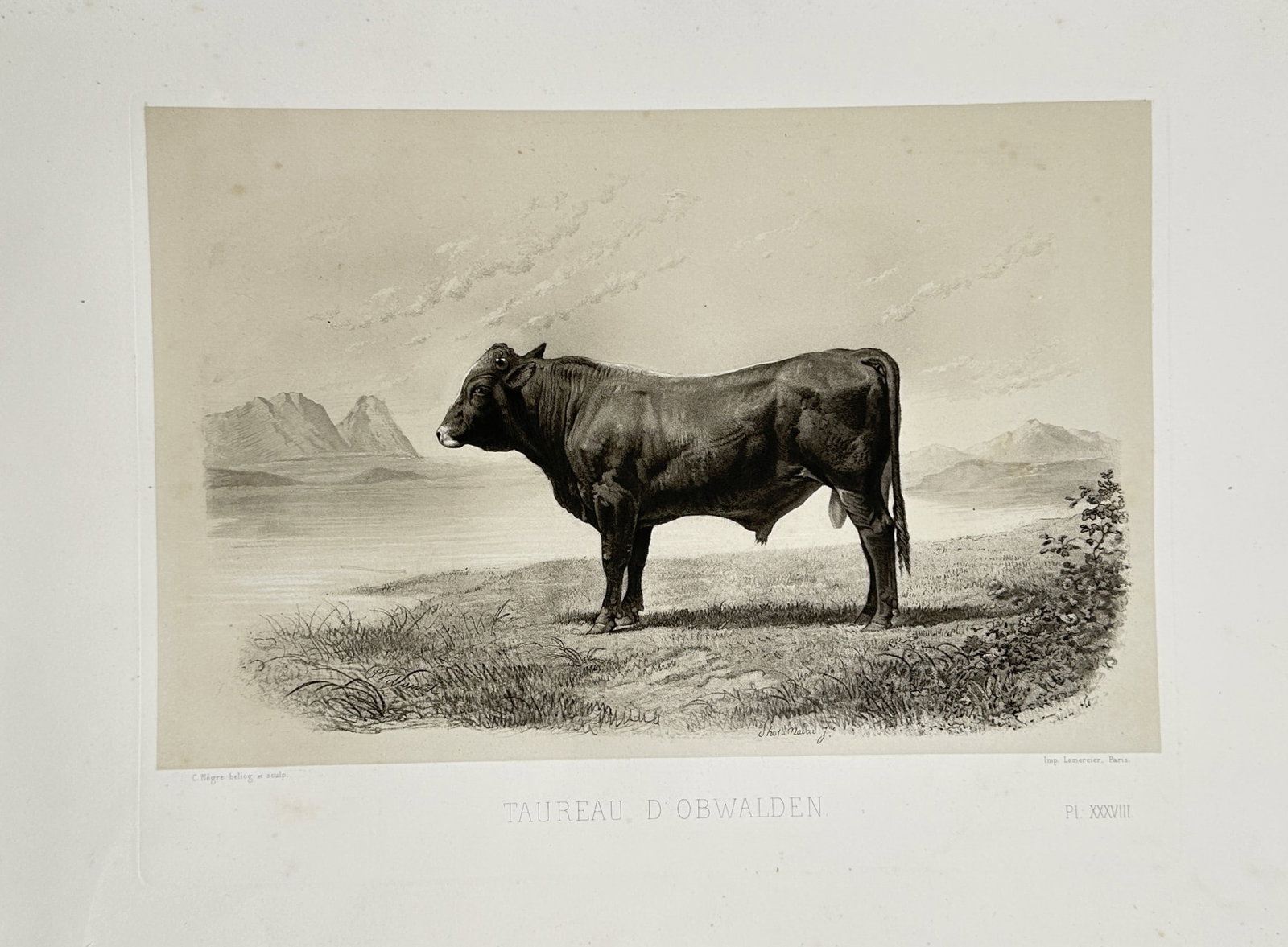 Émile Baudement – The Bull of Obwalden – Lithograph (1861): "Taureau d'Obwalden" is an agricultural illustration that showcases a full-figure study of a robust bull standing in profile within a pastoral landscape. The background features open terrain and dista