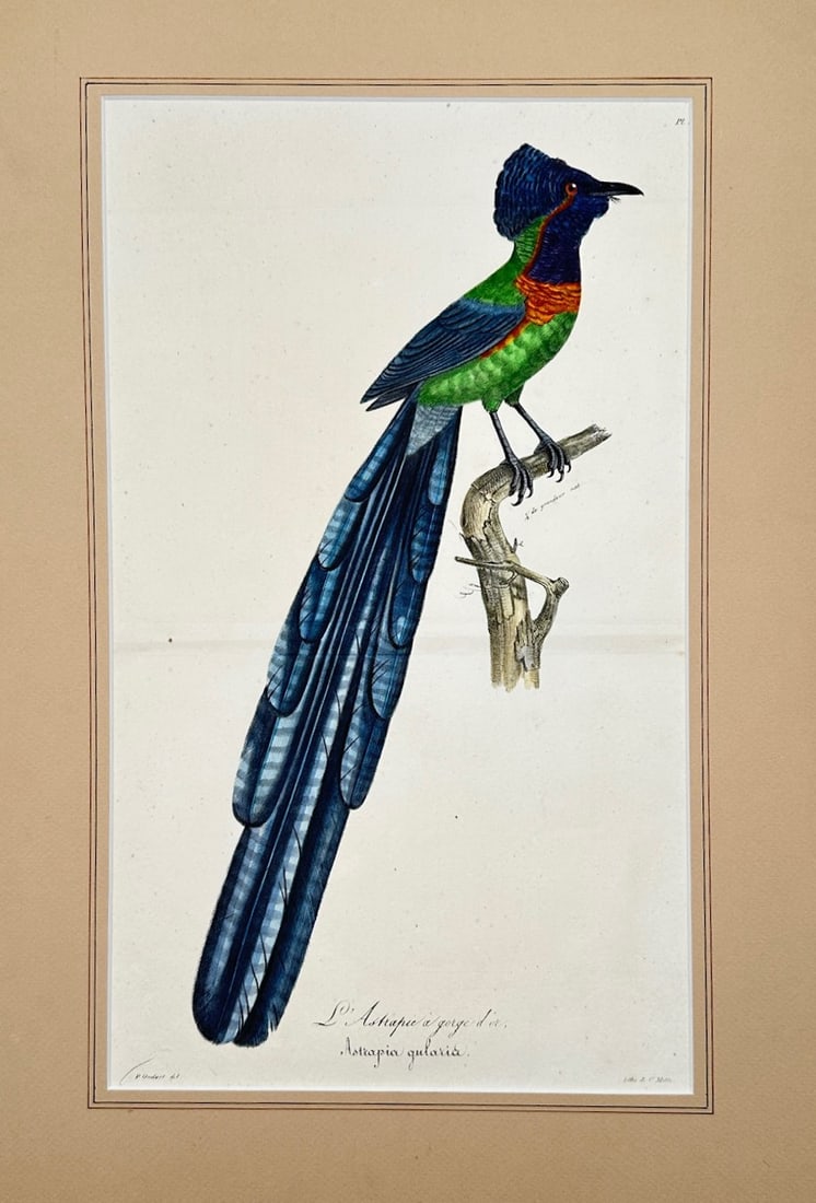 Paul Louis Oudart – L'Astrapia à gorge d'or (Astrapia gularia) – Hand-Colored Lithograph: "L'Astrapia à gorge d'or" is a natural history illustration that captures a vibrant, detailed depiction of a bird-of-paradise perched on a rustic branch. The composition highlights the bird's distinc
