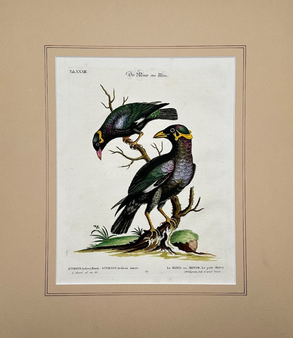 George Edwards – The Little Myna – Hand-Colored Copperplate Engraving (18th Century) (1 of 3)