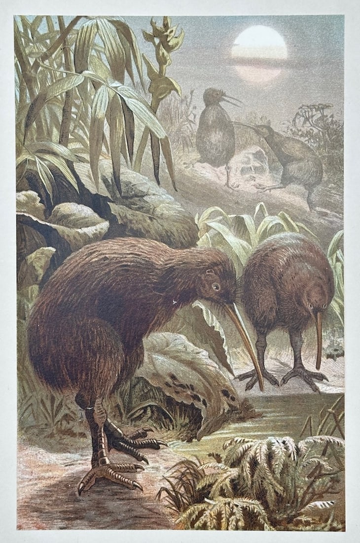 Alfred Brehm – The Kiwi – Lithograph (19th Century) (1 of 3)