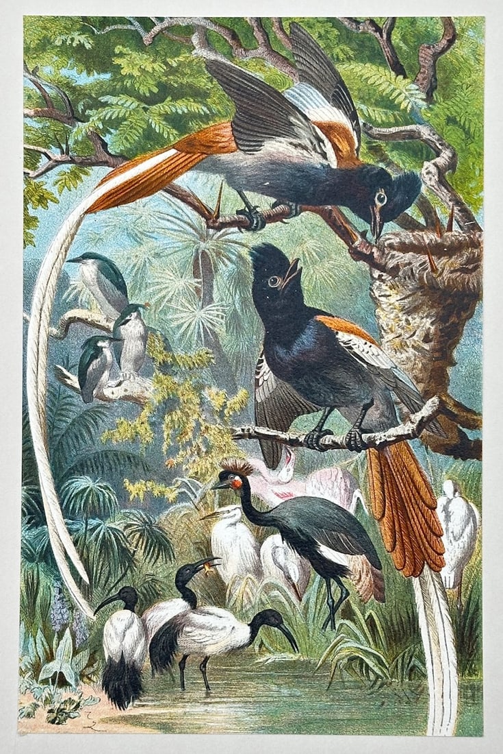 Alfred Brehm – The Paradise Flycatcher – Lithograph (19th Century): "Paradise Flycatcher" is an ornithological natural history illustration that showcases a diverse group of birds interacting within a lush tropical forest ecosystem near a water source. The composition