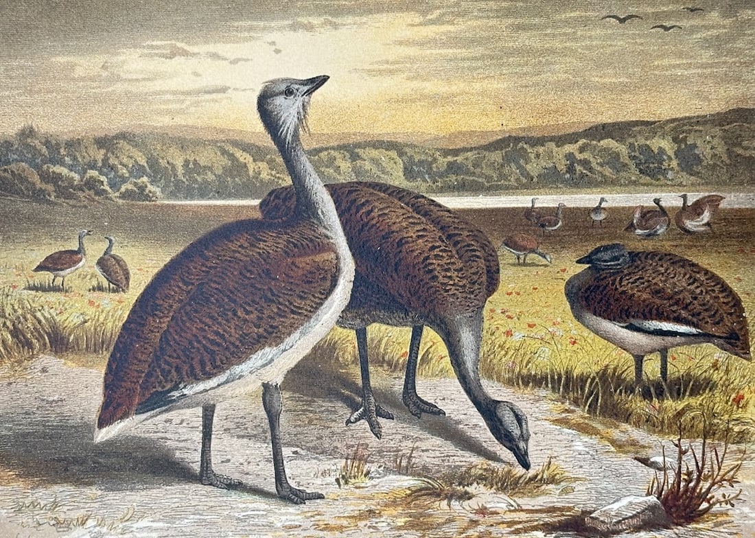 Alfred Brehm – The Great Bustard – Lithograph (19th Century): "Grosstrappe" is an ornithological natural history illustration that showcases a flock of great bustards foraging in an open landscape at dusk. The composition highlights the large bodies, mottled bro