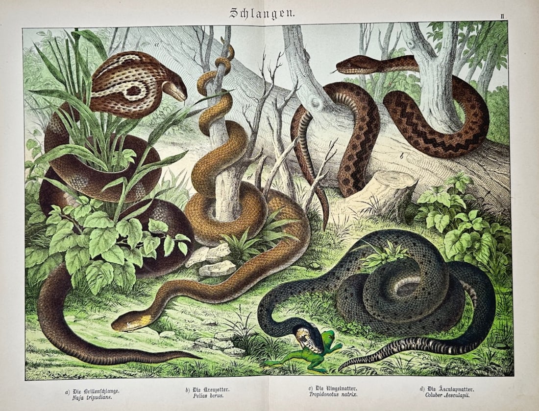 Gotthilf Heinrich von Schubert – Snakes – Lithograph (1880): "Schlangen" is a natural history illustration from a nineteenth-century scientific publication that showcases various snake species interacting within a wilderness habitat. The composition depicts a c