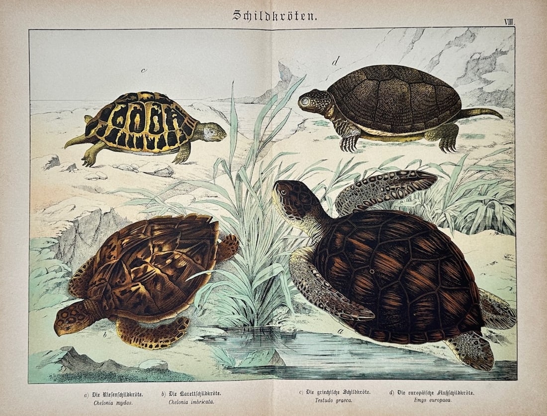 Gotthilf Heinrich von Schubert – Turtles – Lithograph (1880) (1 of 2)
