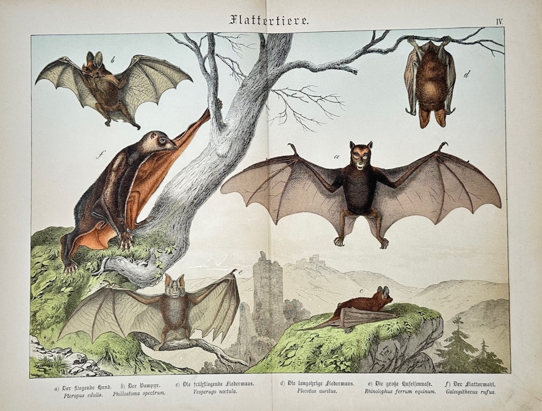 Gotthilf Heinrich von Schubert – Bats – Lithograph (1880): "Flattertiere" is a natural history illustration from a nineteenth-century scientific publication that showcases various species of bats and flying mammals interacting within a wild landscape. The com