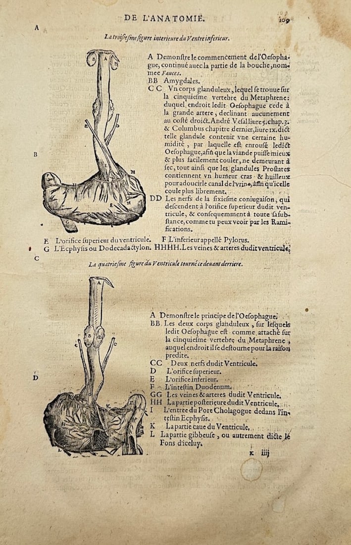 Ambroise Paré – On Anatomy – Engraving (16th Century) (1 of 2)