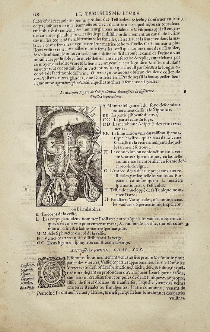 Ambroise Paré – The Third Book: Anatomical Study of the Kidneys and Urinary System – Engraving (1 of 2)