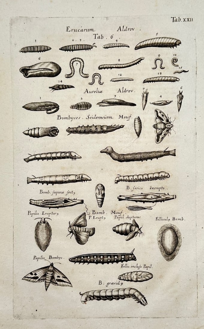 John Jonston – Caterpillars and Silkworms – Engraving (1653) (1 of 2)
