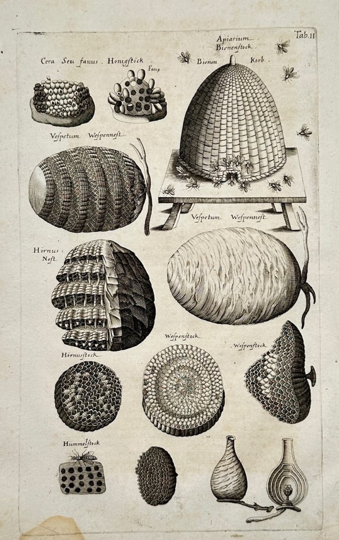 John Jonston – Beehives and Wasp Nests – Engraving (1653) (1 of 2)
