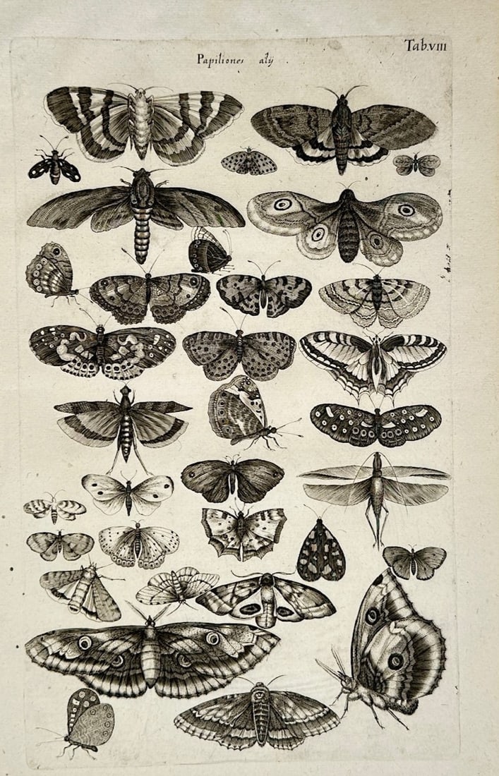 John Jonston – Butterflies and Moths – Engraving (1653): "Other Butterflies" is an entomological natural history illustration that showcases a diverse array of lepidoptera species arranged in multiple rows for scientific classification. The composition high