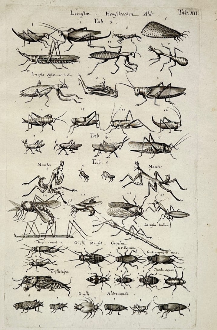 John Jonston – Locusts, Crickets, and Mantises – Engraving (1653) (1 of 2)