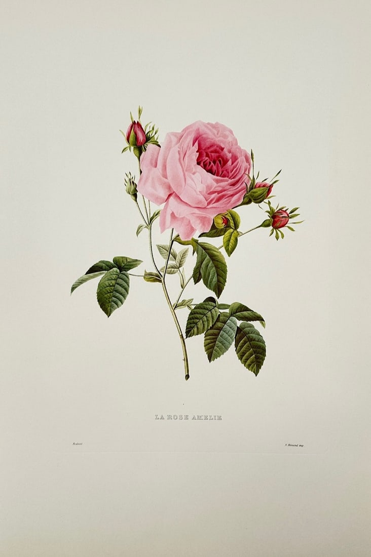 Pierre-Joseph Redouté,after – Amelie Rose – Offset Print (20th Century) (1 of 2)