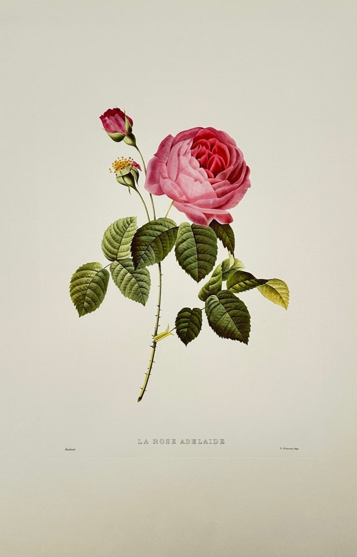 Pierre-Joseph Redouté,after – Adelaide Rose – Offset Print (20th Century): "La Rose Adelaide" is a botanical natural history illustration that showcases a fully bloomed pink rose centered against a plain background. The botanical composition highlights the central blossom al