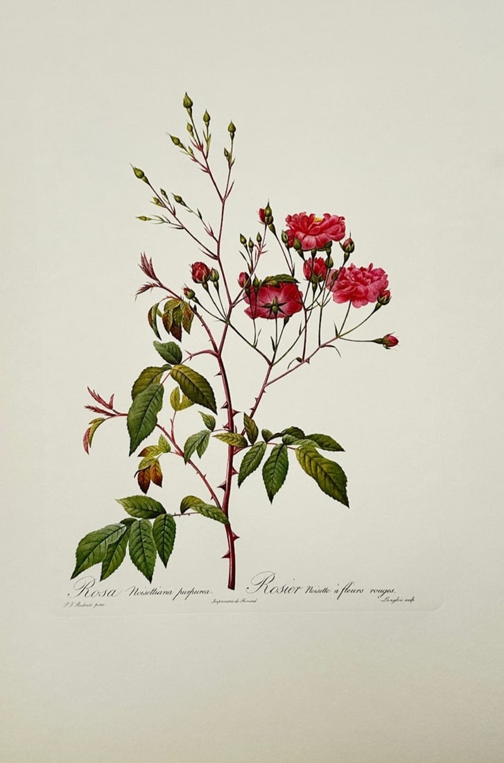 Pierre-Joseph Redouté,after – Red Noisette Rose – Offset Print (20th Century) (1 of 2)