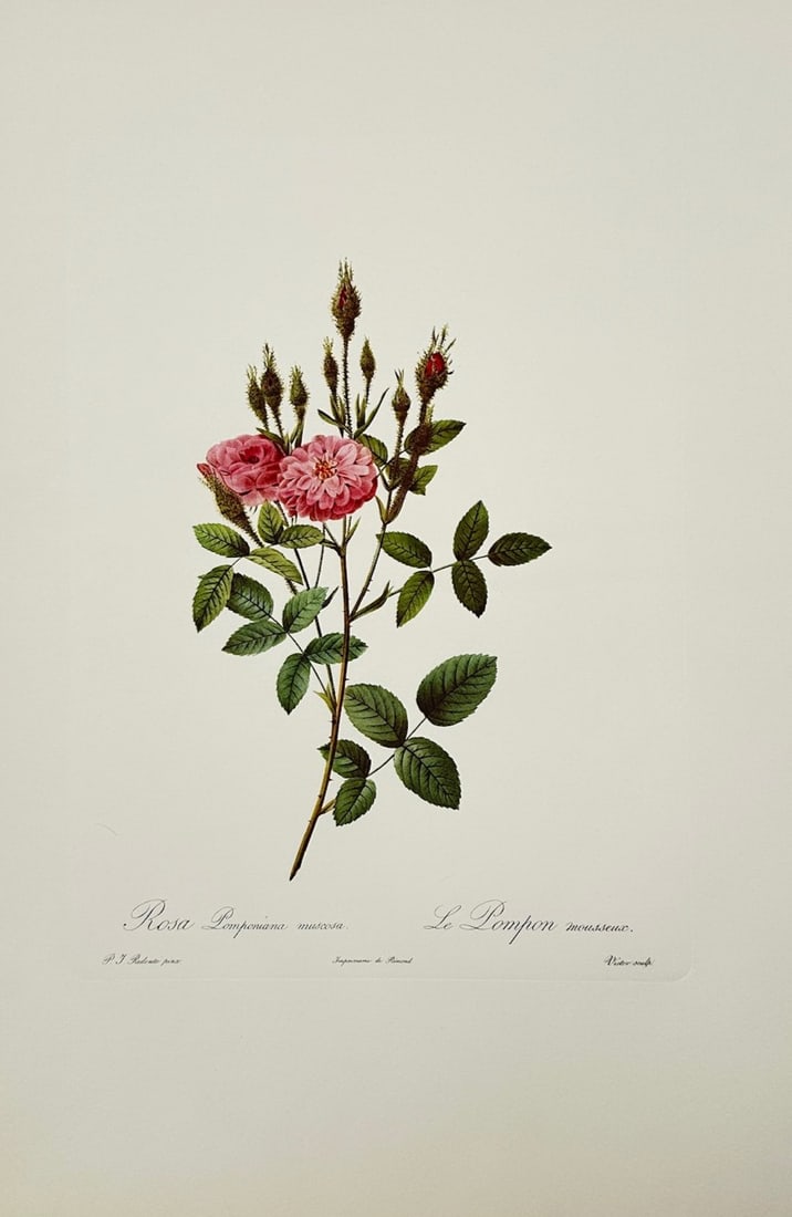 Pierre-Joseph Redouté,after – Moss Pompon Rose – Offset Print (20th Century): "Rosa Pomponiana Muscosa" is a botanical natural history illustration that showcases fully bloomed pink pompon roses against a plain background. The botanical composition highlights the open pink flow