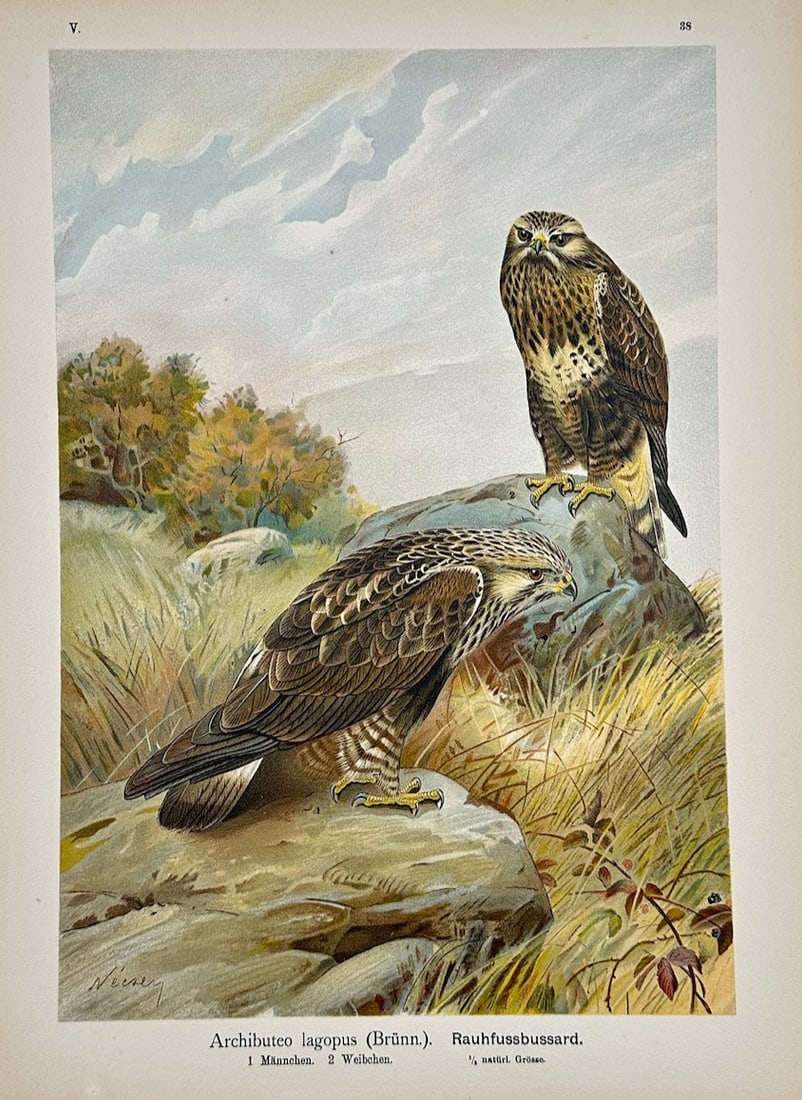 Johann Friedrich Naumann – Rough-Legged Buzzard – Lithograph (19th Century) (1 of 2)